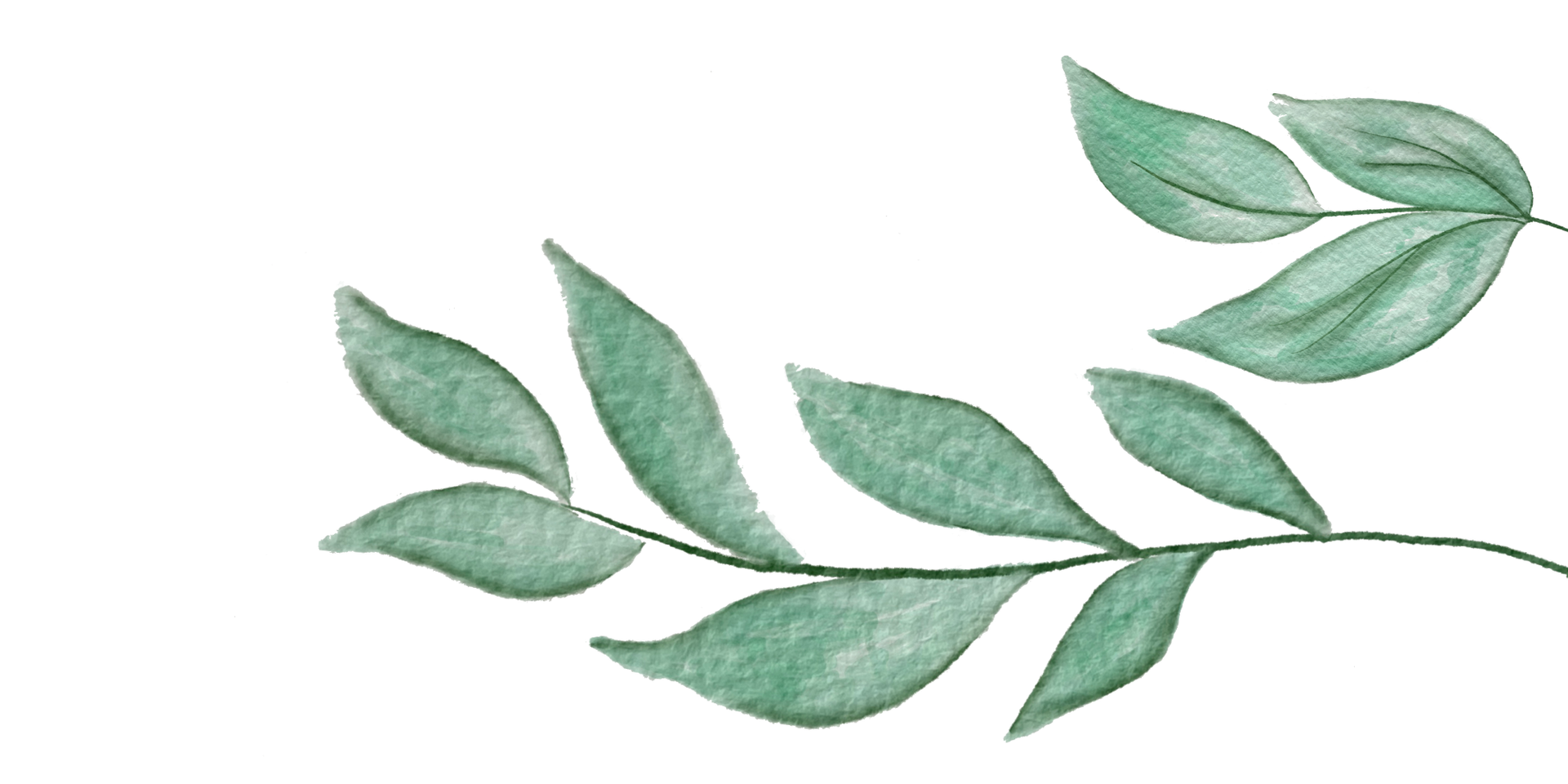 Ilustración de acuarela de hojas verdes sobre fondo blanco.