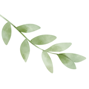 Hojas de acuarela verdes sobre un tallo, dispuestas en ángulo diagonal.