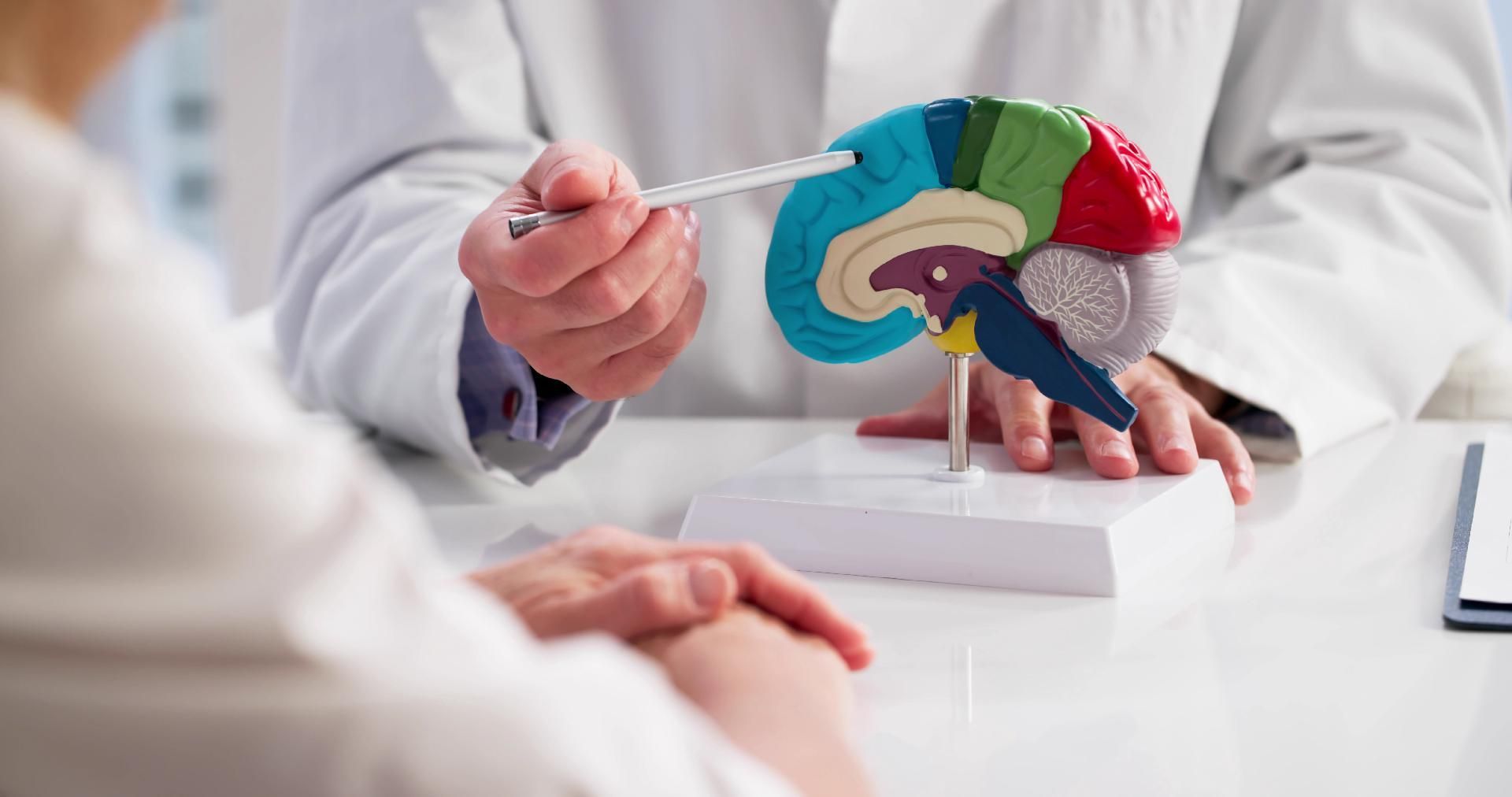 Der Arzt zeigt während einer Konsultation mit einem Patienten auf ein farbenfrohes Gehirnmodell.