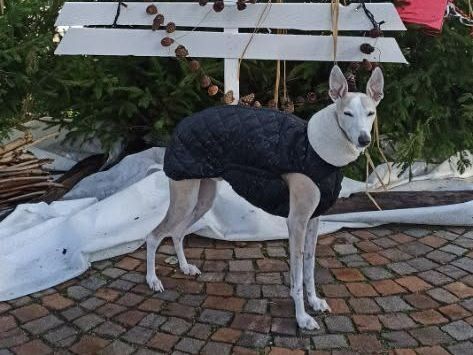Un chien portant une robe.