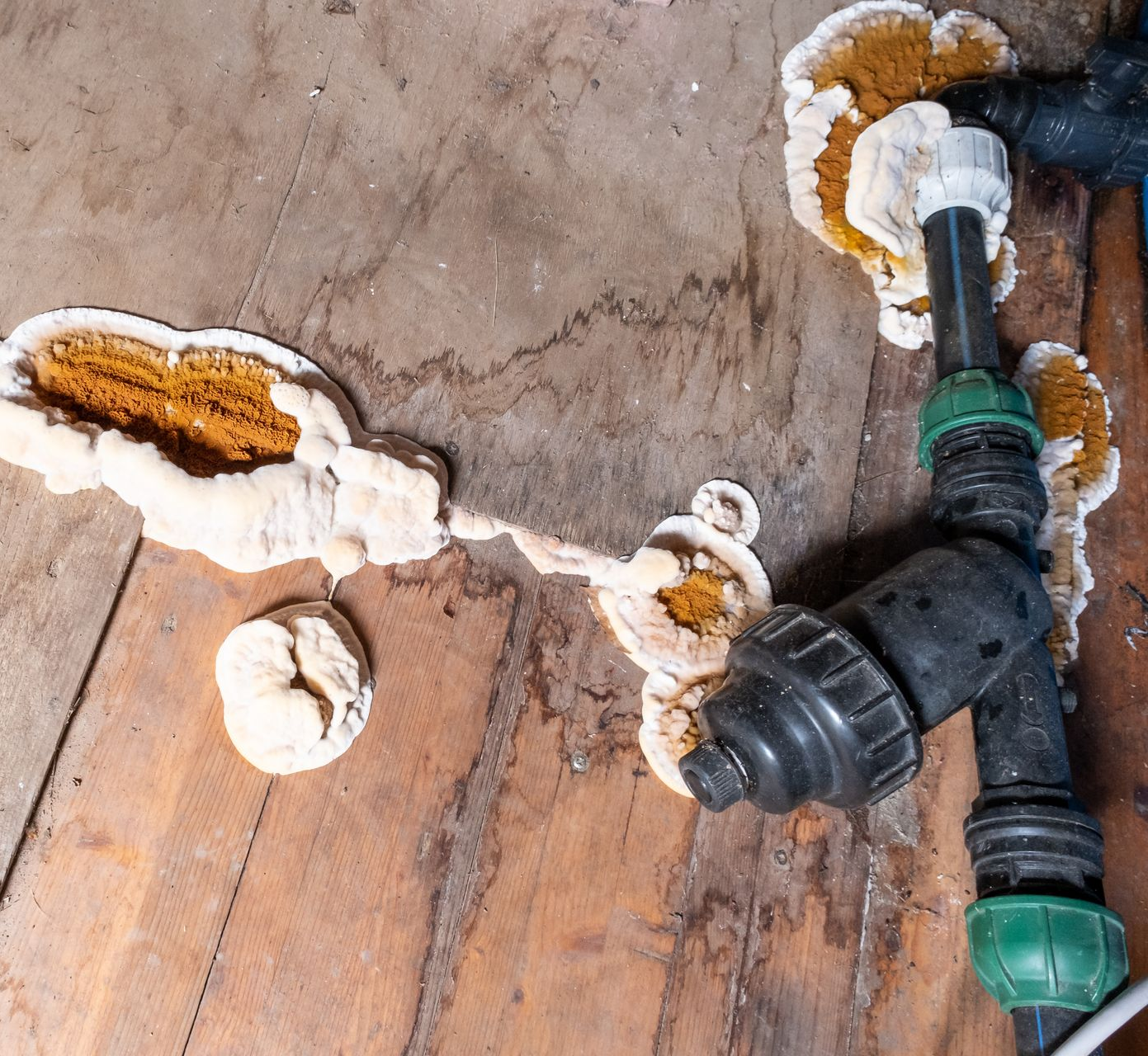 Champignons se développant sur un parquet et autour des tuyaux de plomberie.