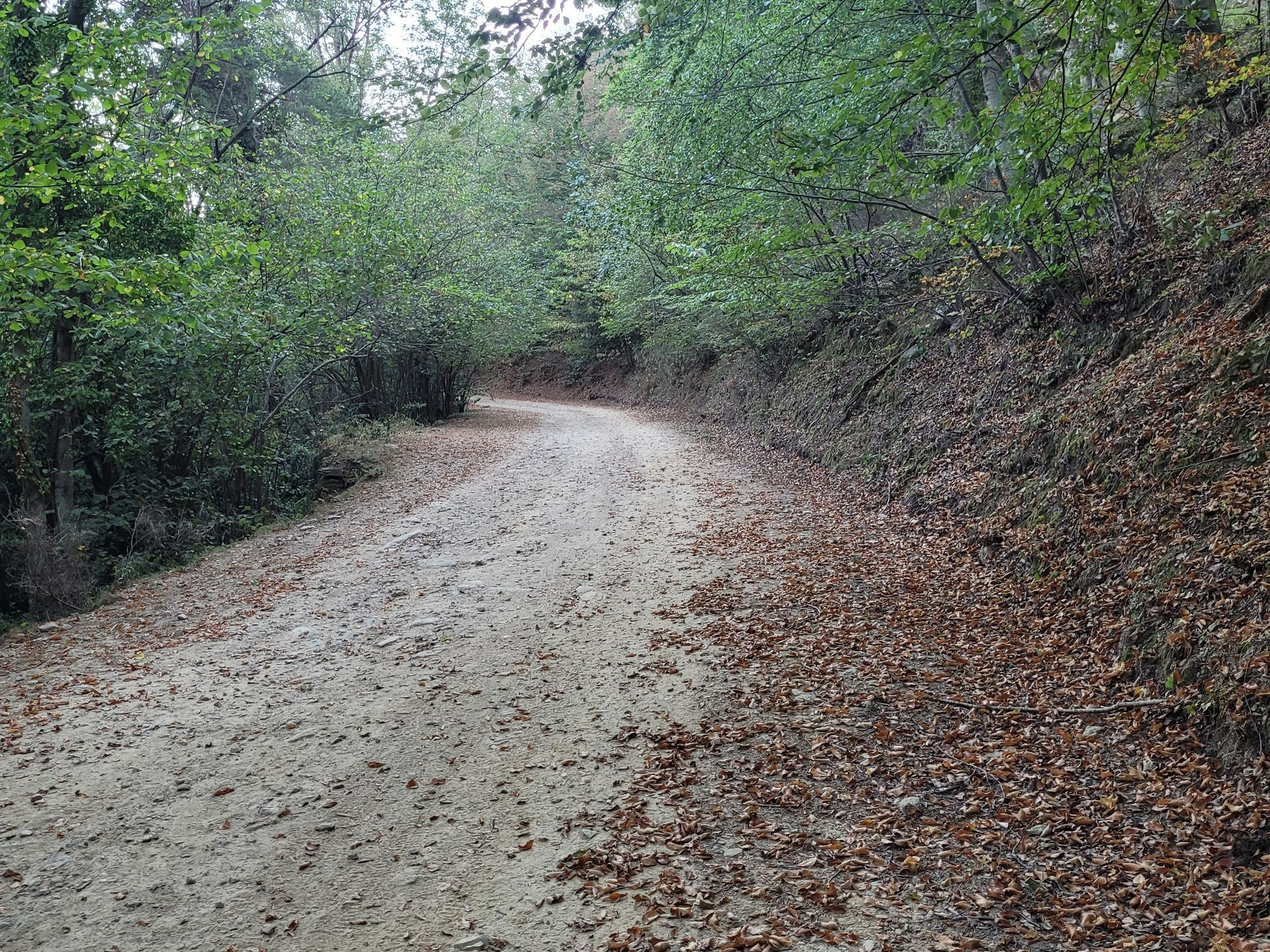 Sentier en forêt