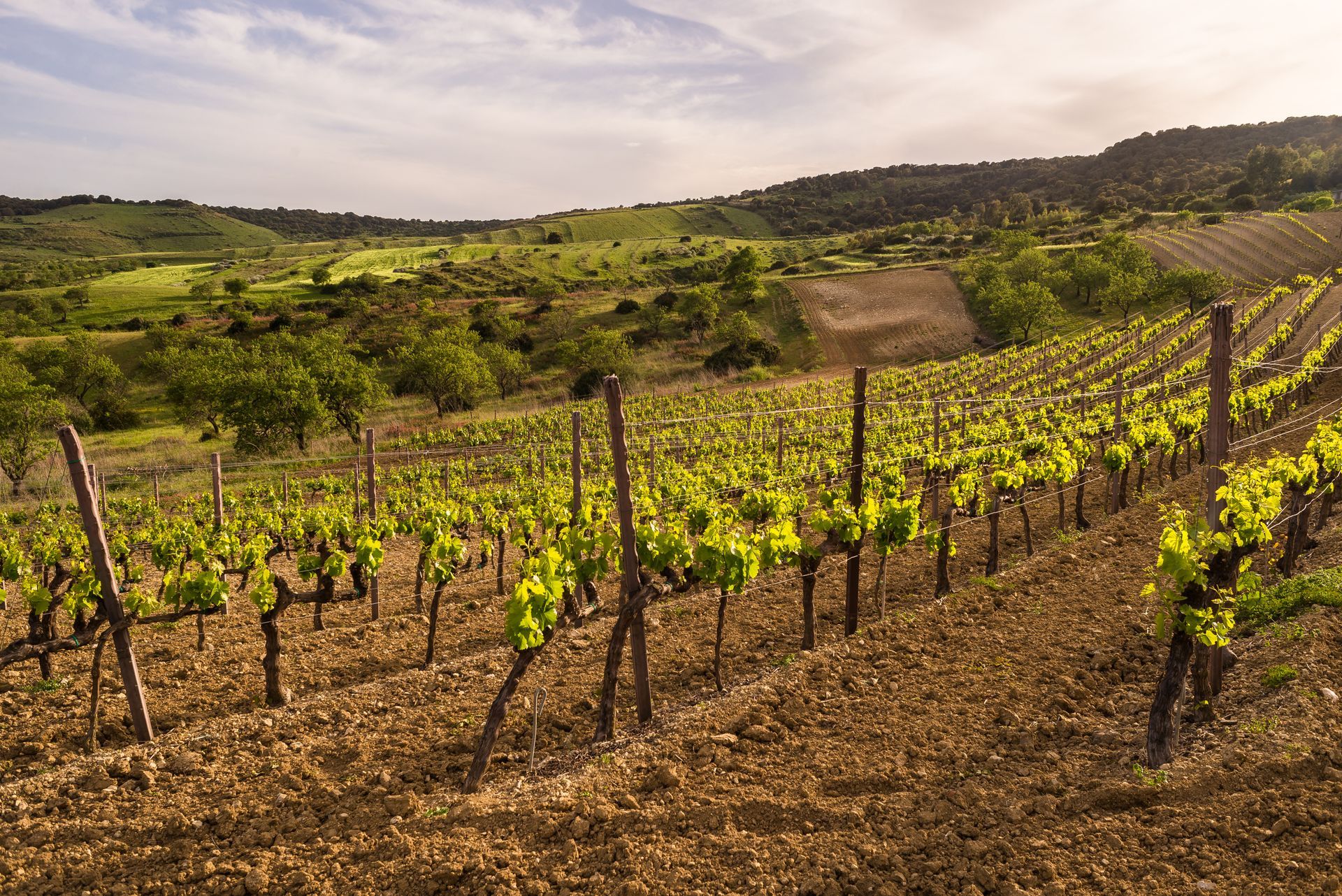Vue sur un domaine de vignes