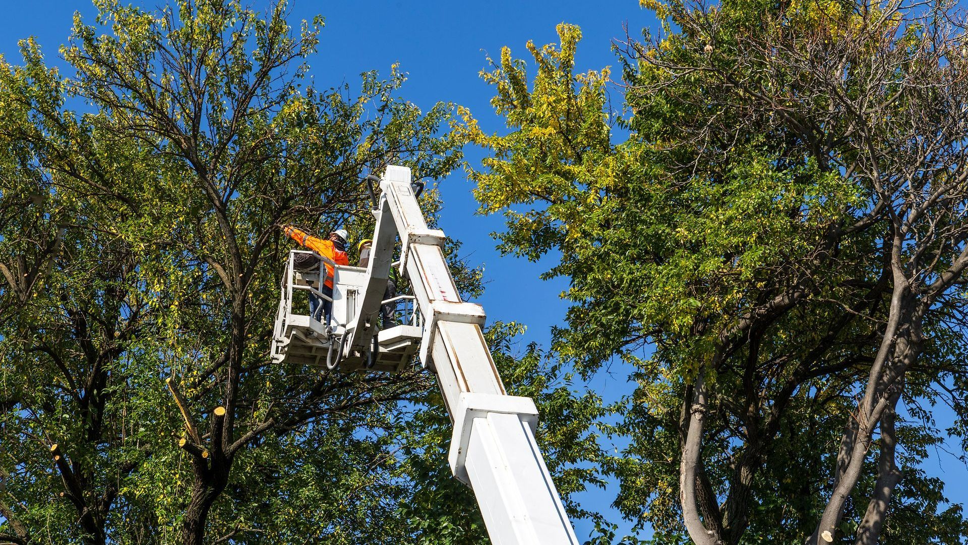 Élagage d'un arbre en hauteur