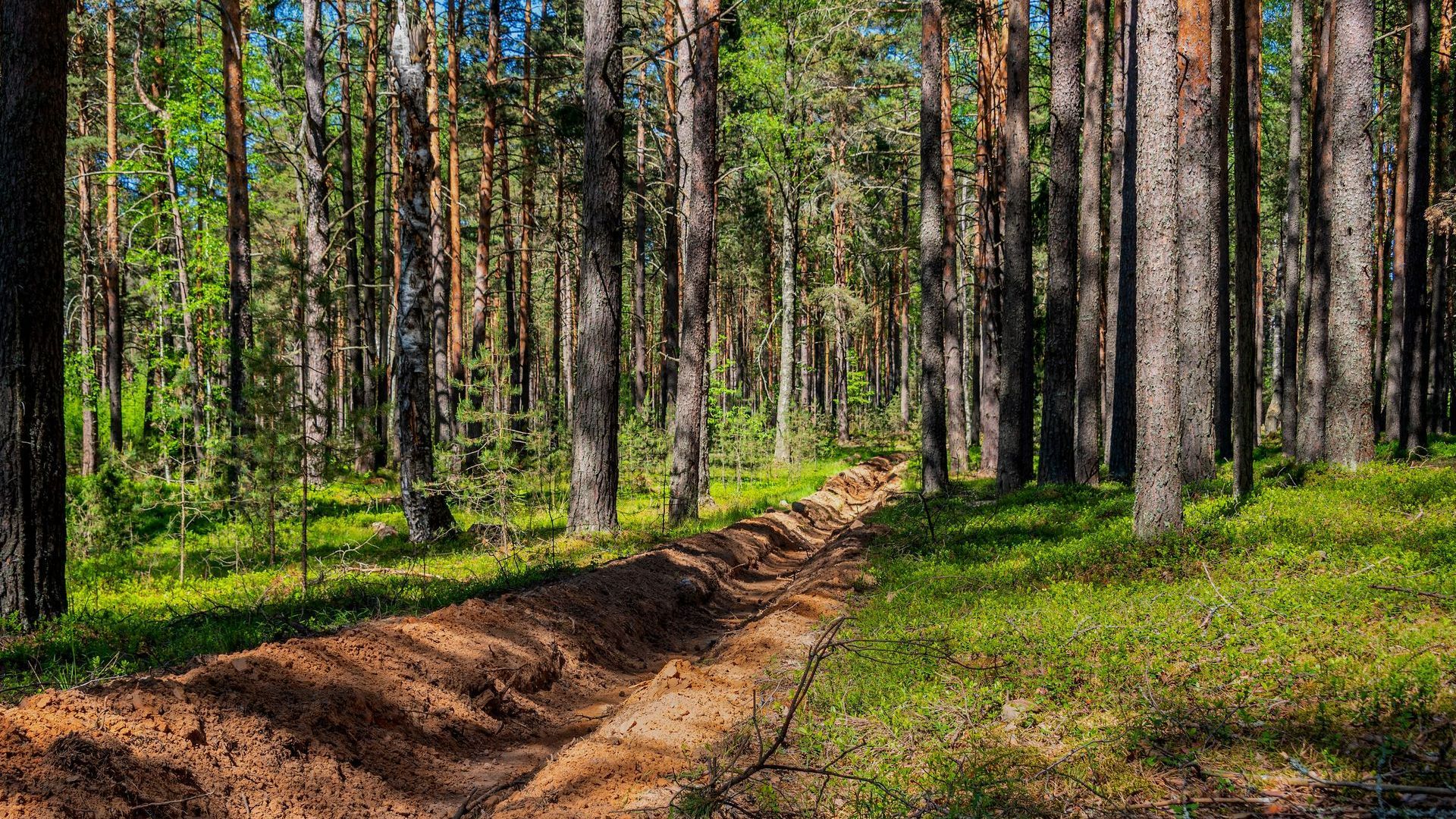 Tranchée dans une forêt pour prévenir les feux