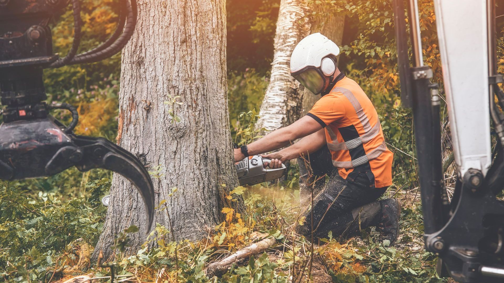 Homme qui élague un arbre en forêt