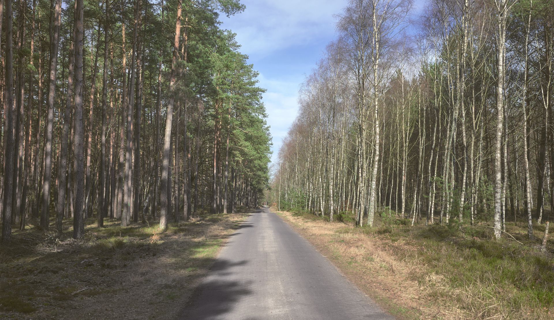 Chemin de forêt débroussaillé