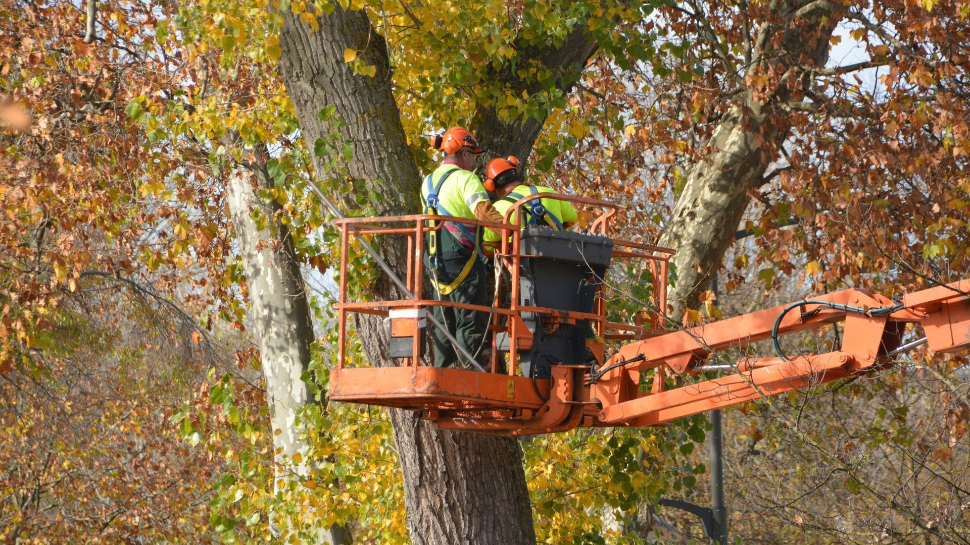 Travaux d'élagage en hauteur sur un arbre