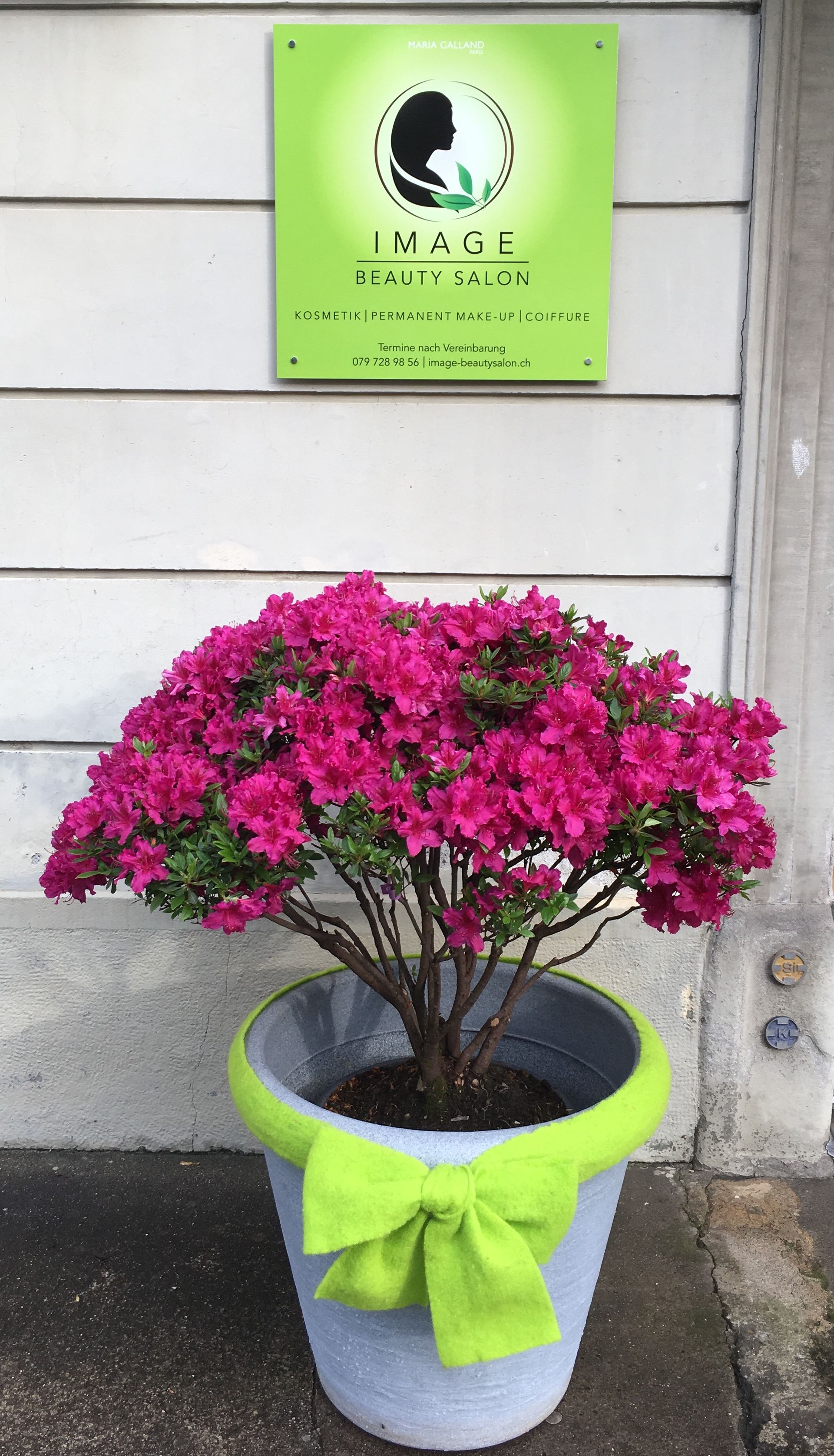 Eine Topfpflanze mit rosa Blüten und einer grünen Schleife.