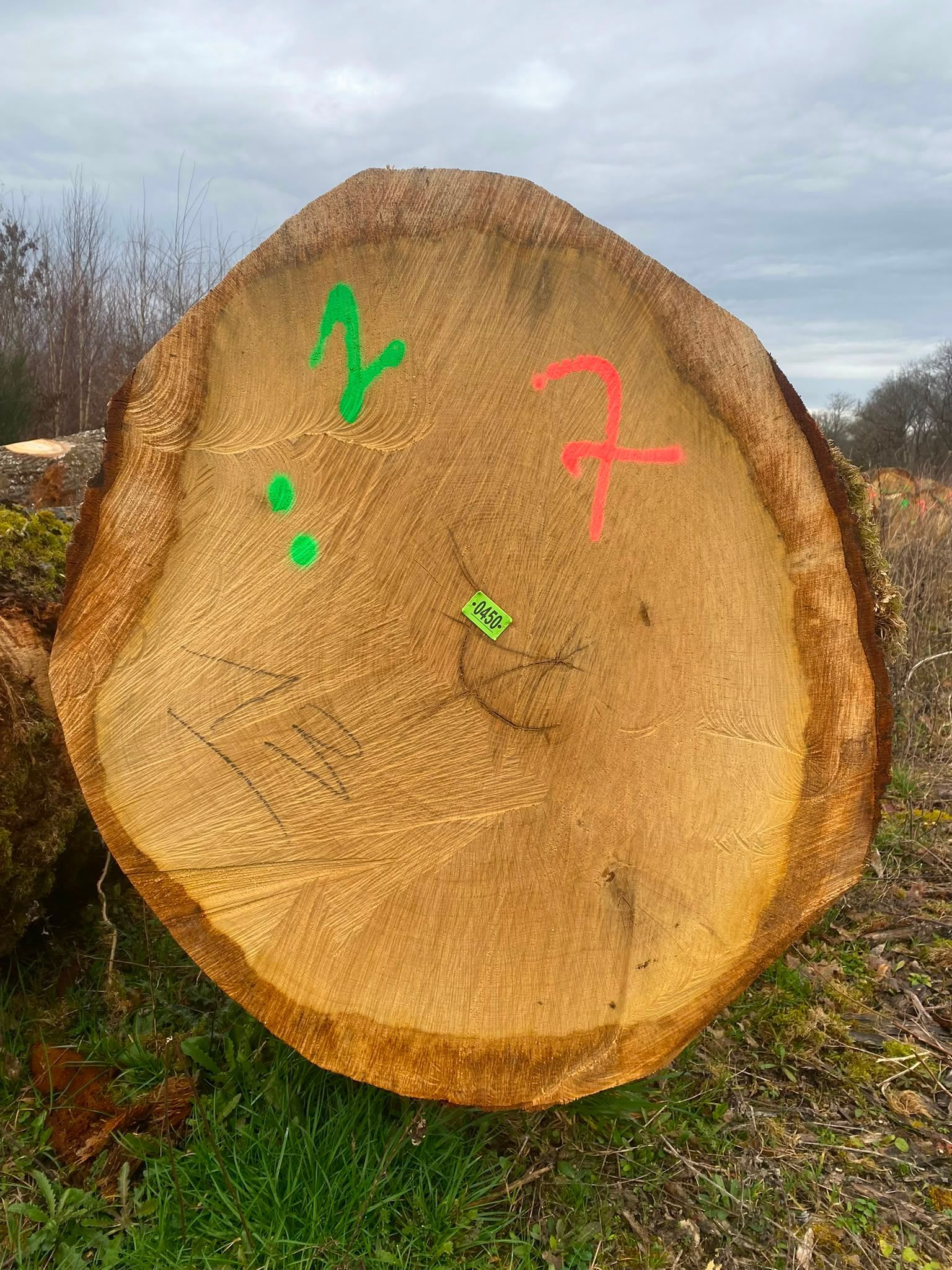 Souche d’arbre fraîchement coupée