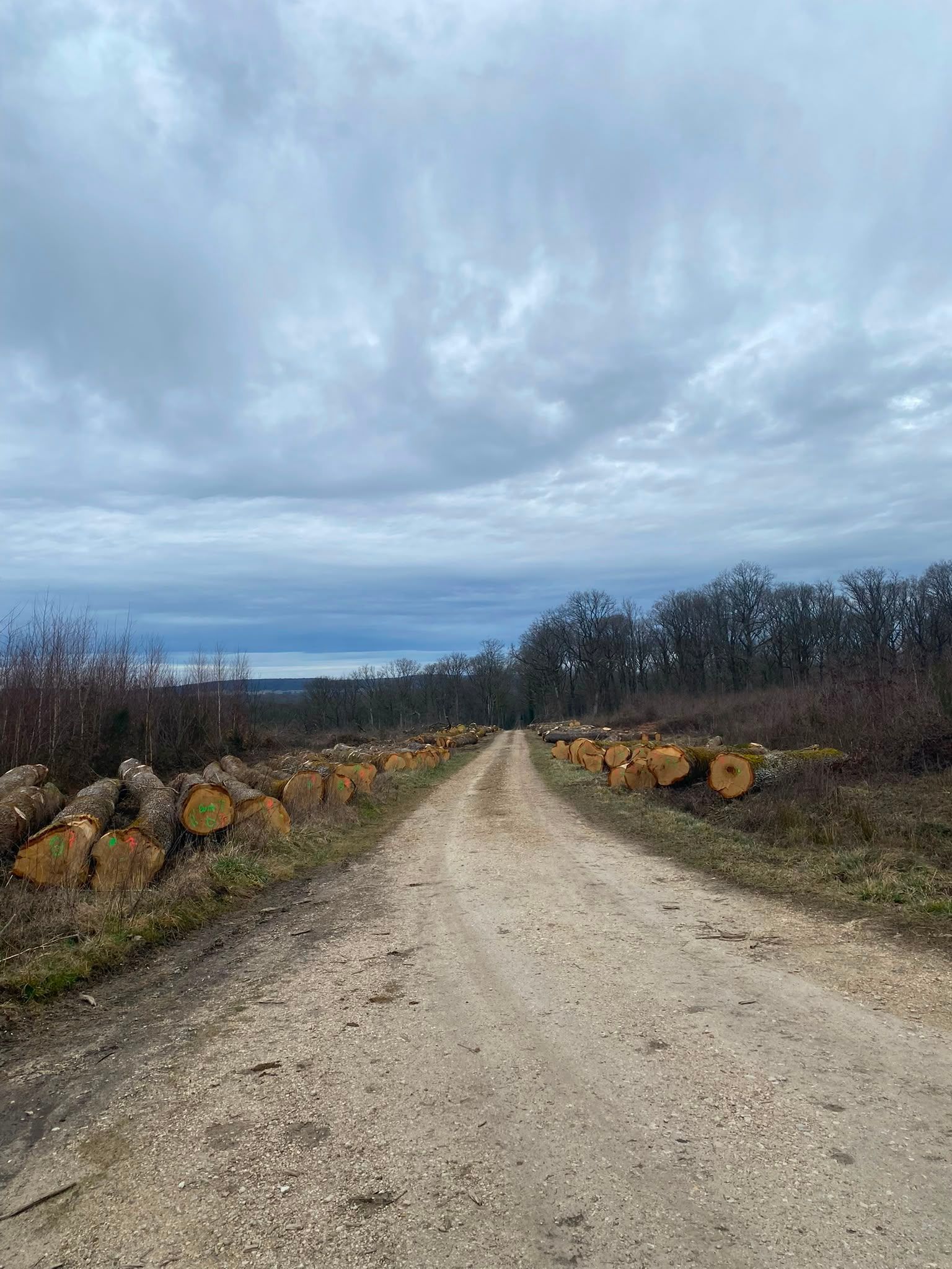 Chemin de gravier traversant un paysage rural nuageux, bordé de troncs coupés et d’arbres dénudés