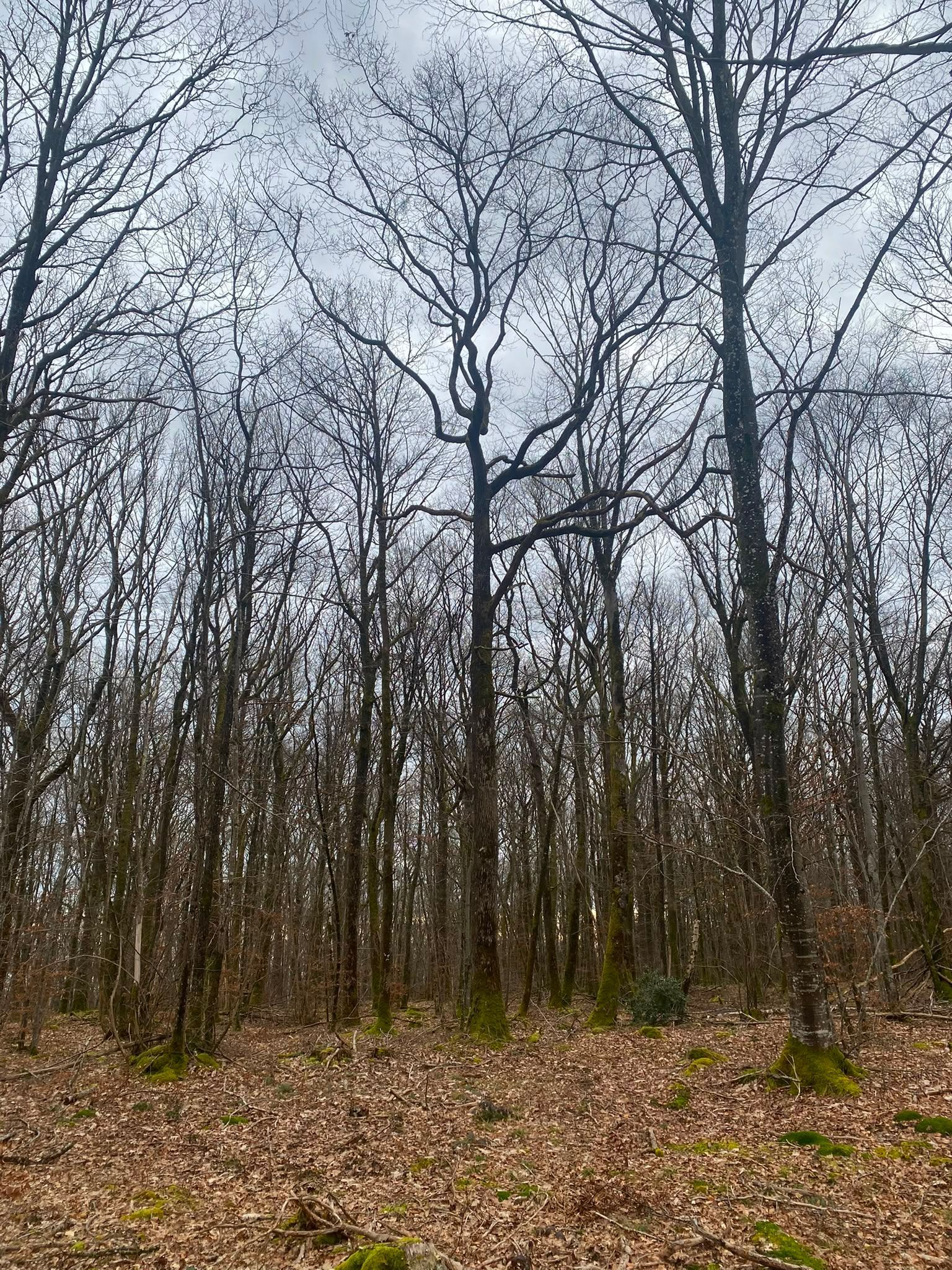 Forêt hivernale dénudée, avec des arbres sans feuilles et un sol couvert de feuilles brunes sous un ciel gris