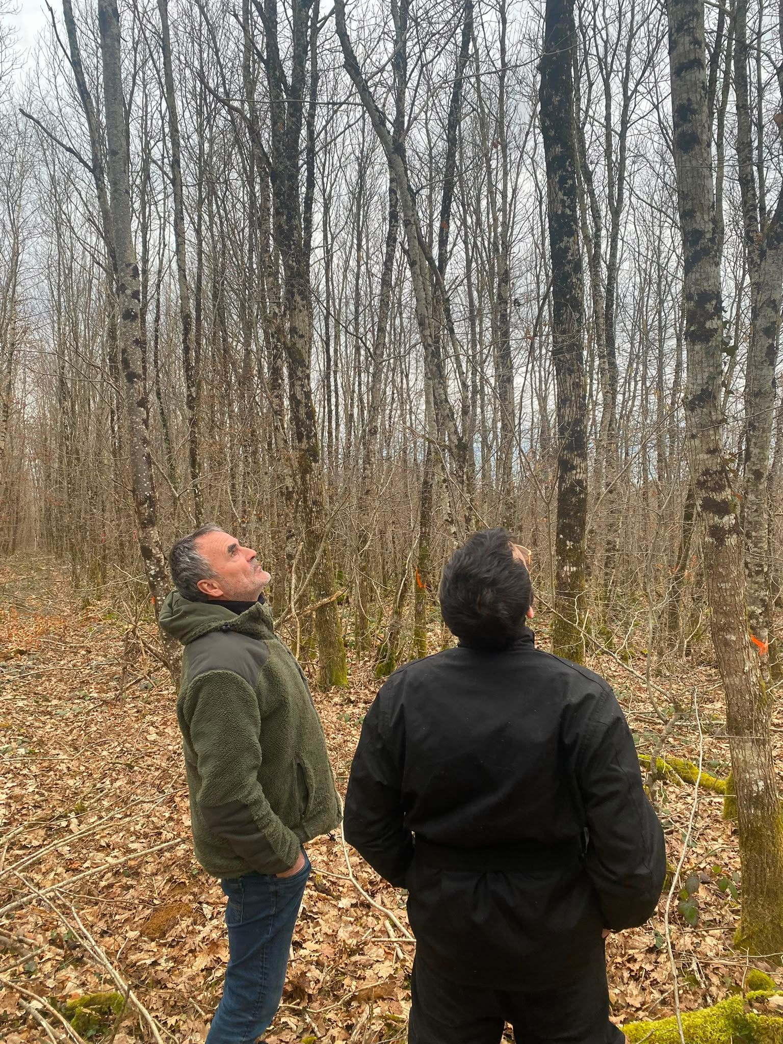Deux personnes en veste se tiennent dans une forêt jonchée de feuilles et regardent vers la cime de grands arbres dénudés.