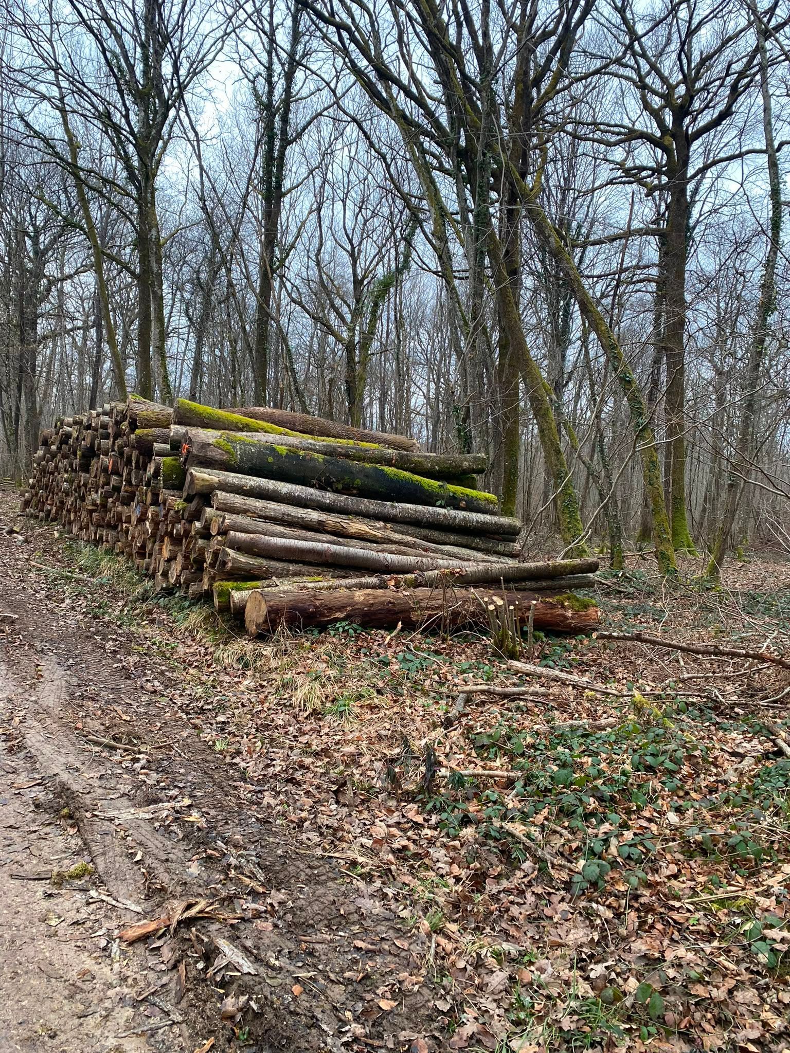Des bûches empilées couvertes de mousse, au bord d’un chemin de terre dans une forêt dépouillée de ses feuilles