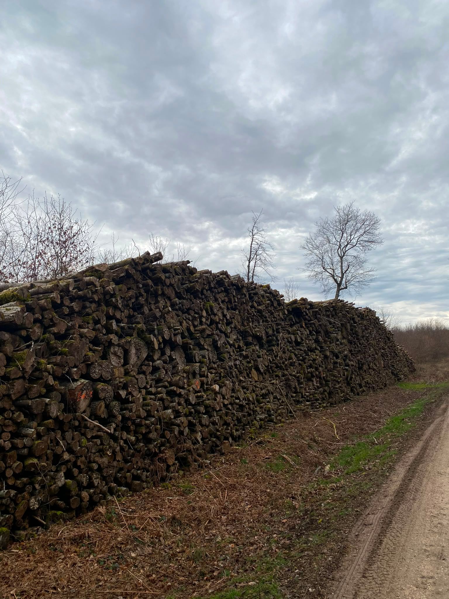 Grand tas de branches coupées au bord d’un chemin de terre, sous un ciel nuageux