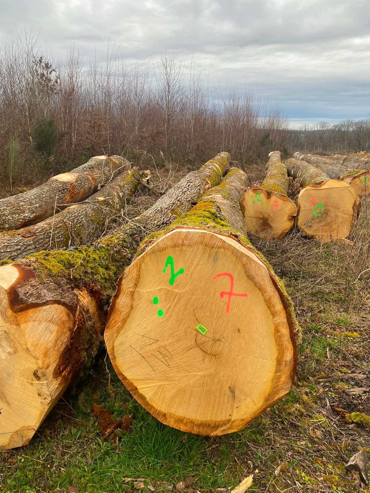 Des bûches empilées dans un champ, avec la section transversale de l’une d’elles marquée en vert et en rose.