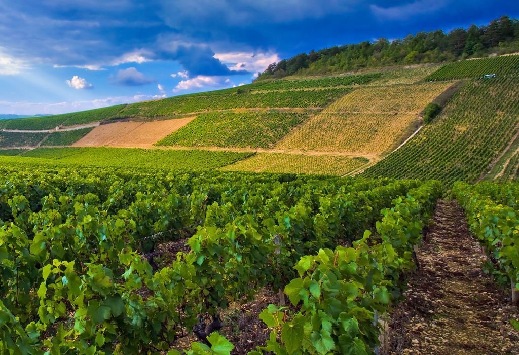 Vins Précieux H. J. Senn SA