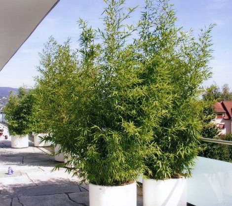 Ein Zimmer mit zwei Liegestühlen und einer großen Topfpflanze