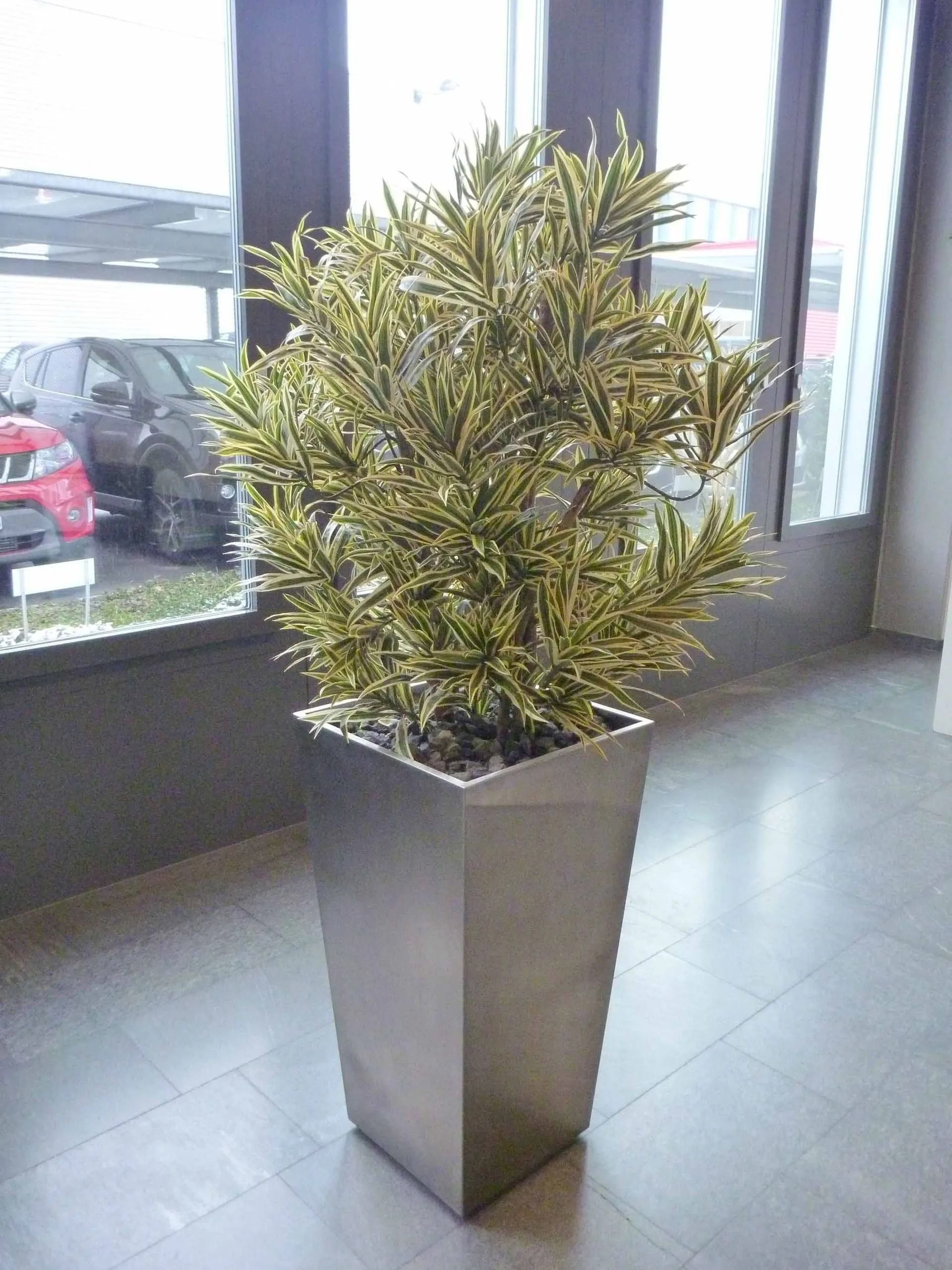 Eine große Topfpflanze steht in einem Raum neben einem Fenster.