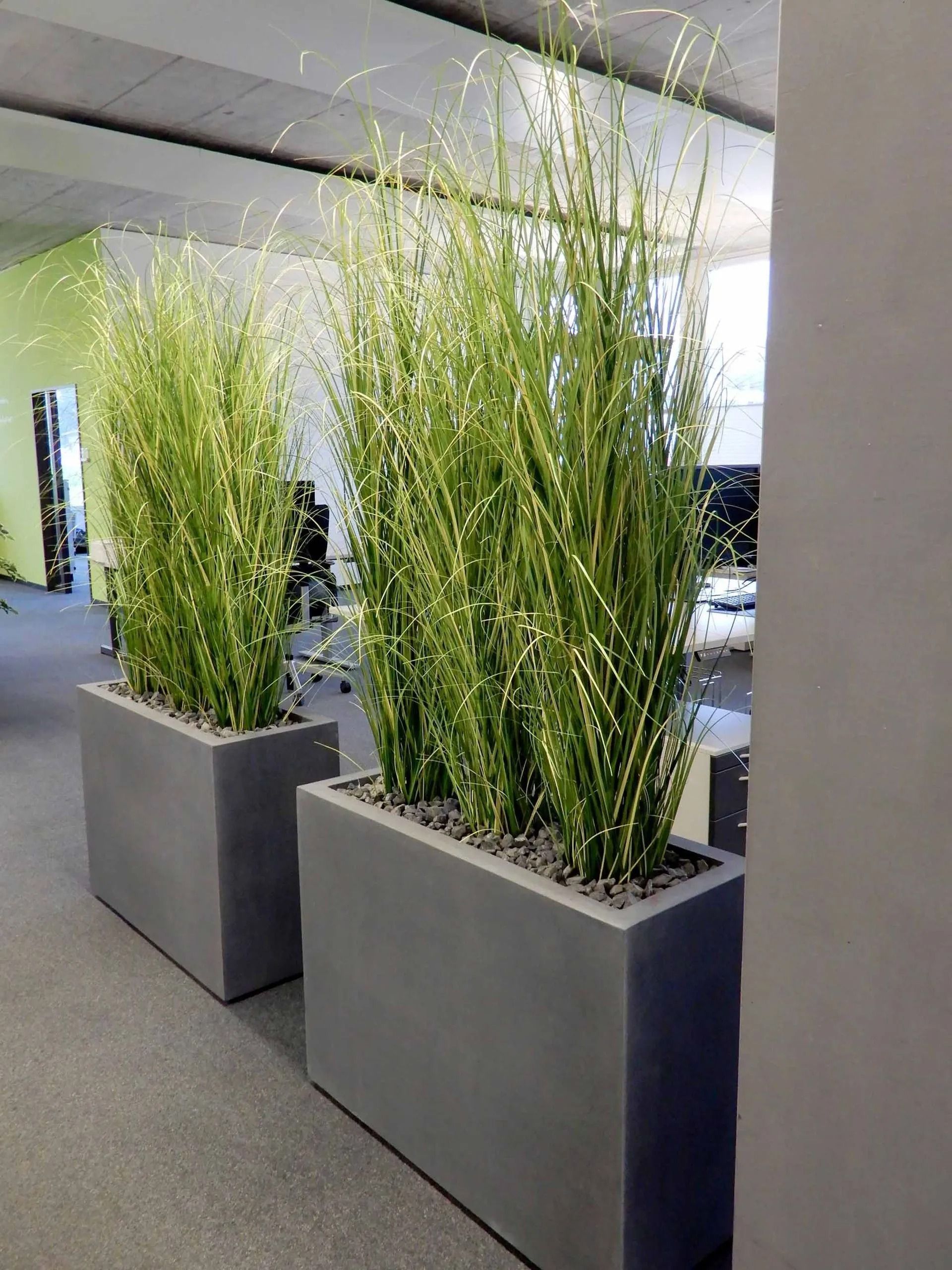 Eine Reihe von Pflanzgefäßen mit grünen Pflanzen in einem Büro.