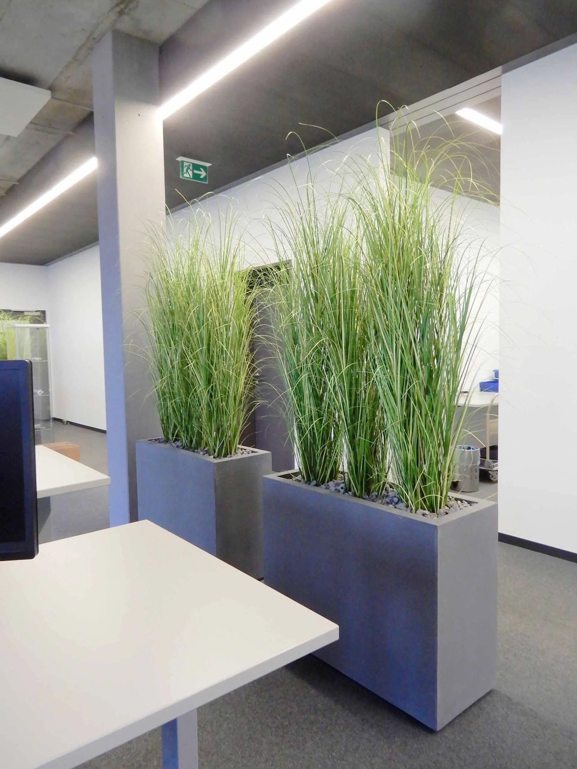 Ein Zimmer mit einem Schreibtisch und Pflanzgefäßen mit Pflanzen darin