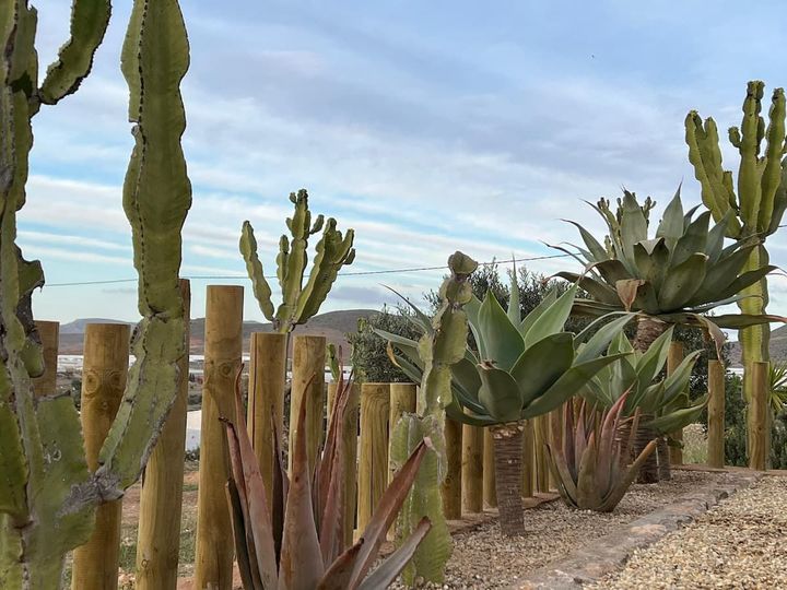 Una hilera de plantas de cactus que crecen junto a una valla de madera.