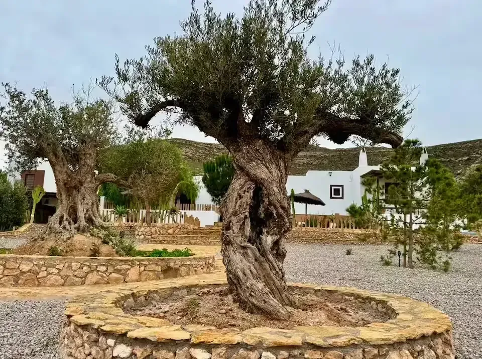 Olivo retorcido en una jardinera de piedra en un patio con edificios blancos al fondo.