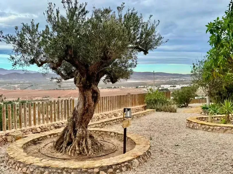 Olivo en una jardinera circular de piedra junto a un camino de grava, con vistas a un paisaje rural.