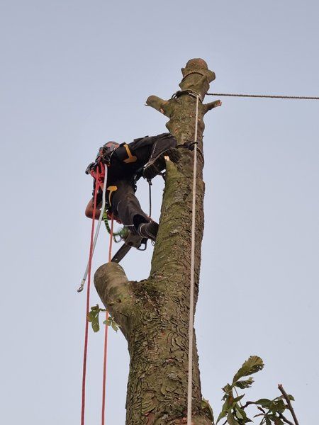 Baum fällen