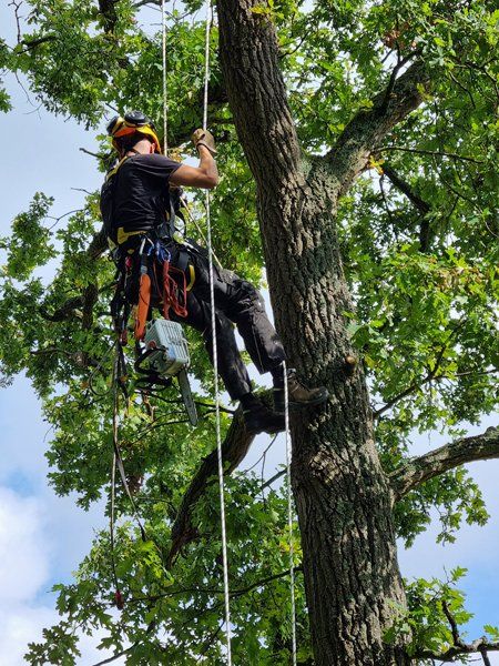 Baumarbeiten in der Höhe