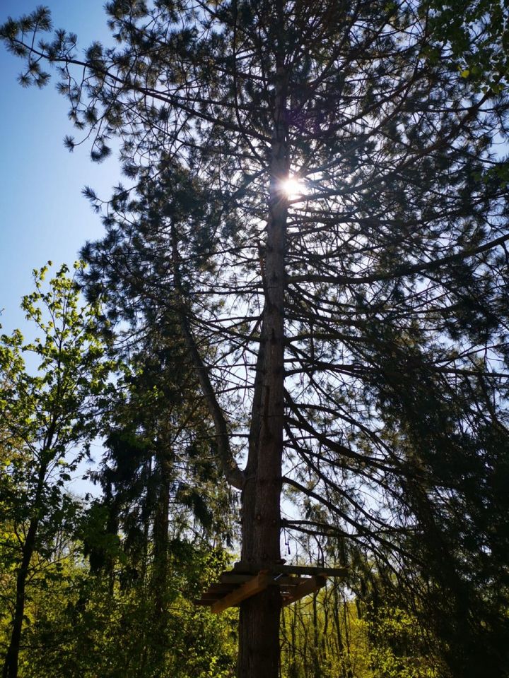 Wald Baumkontrolle