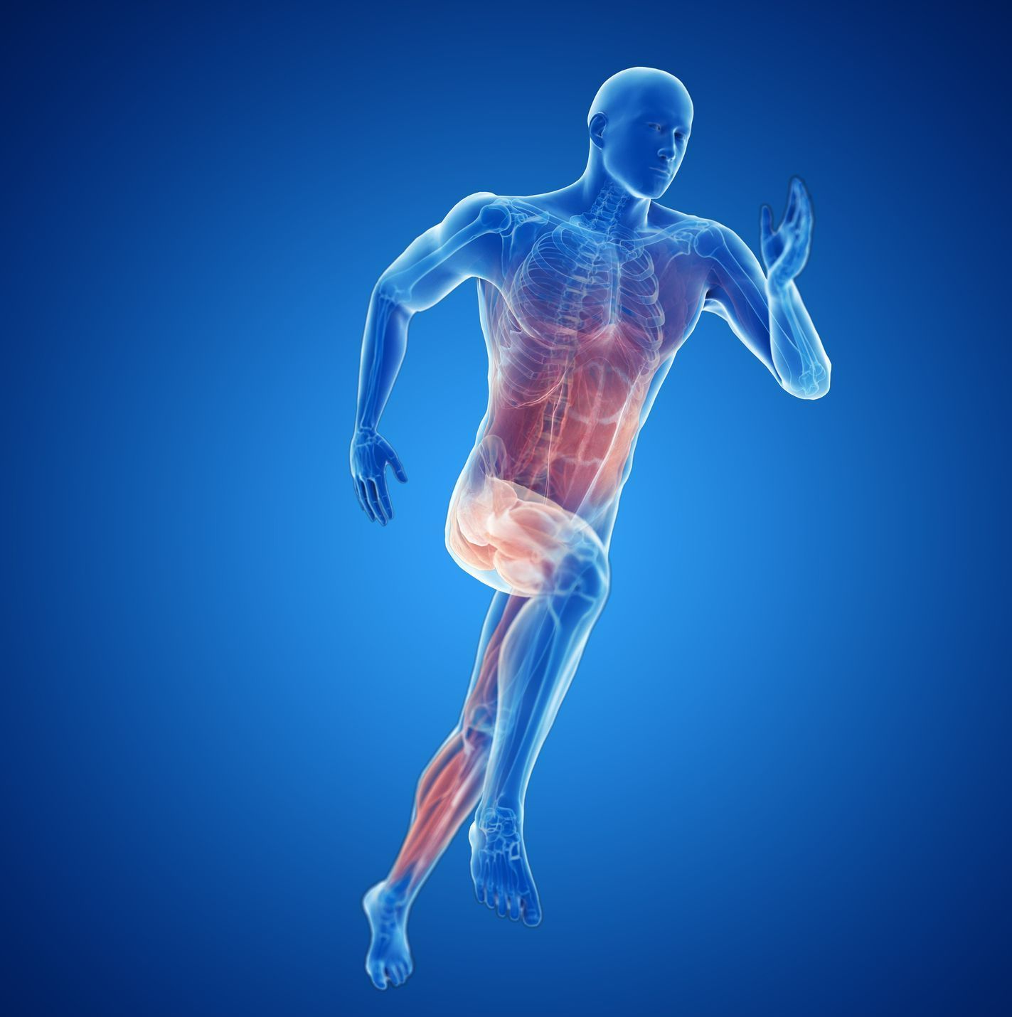 Corps avec les muscles mis en avant