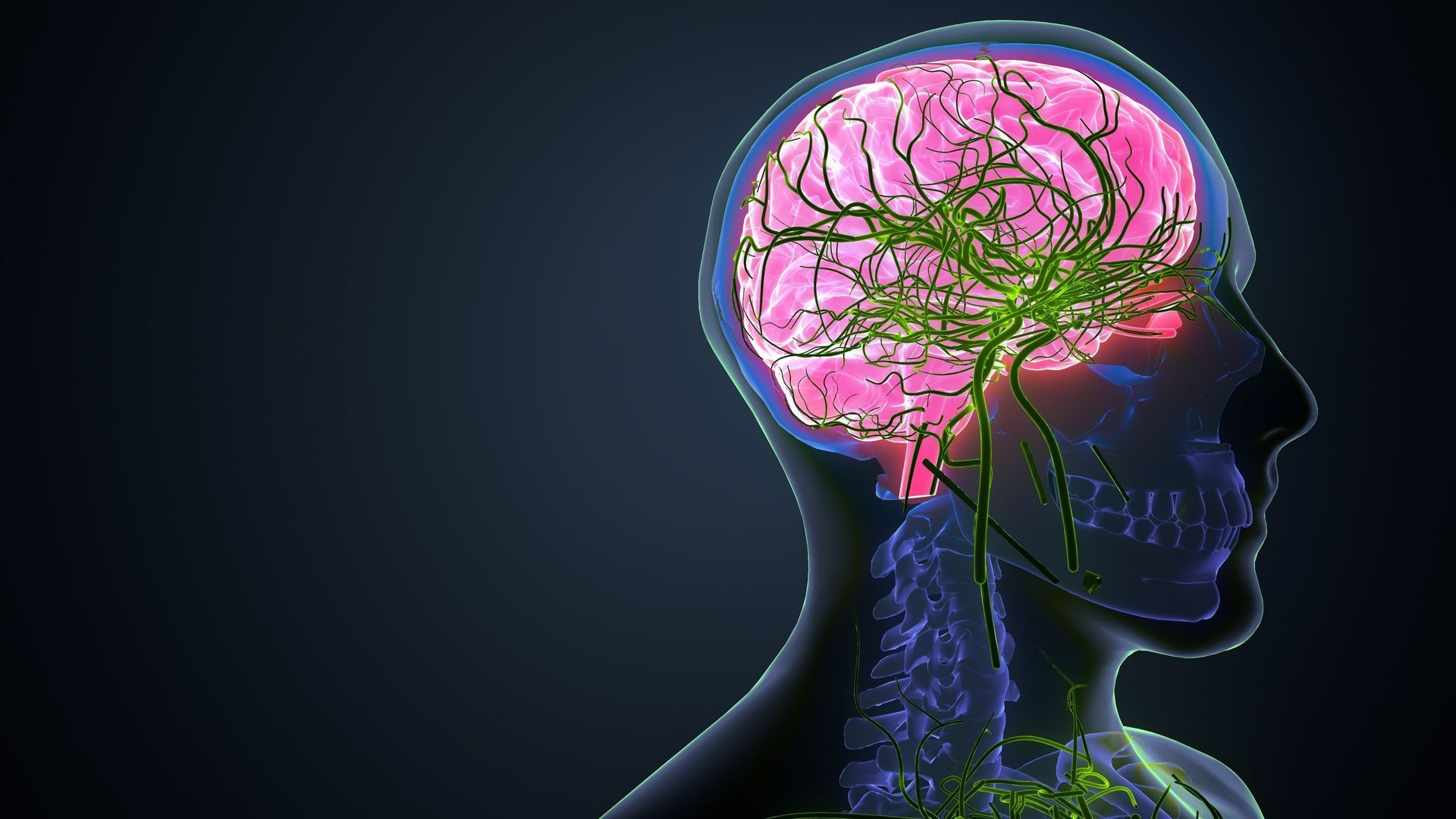 Cerveau avec la zone neurologique mise en avant