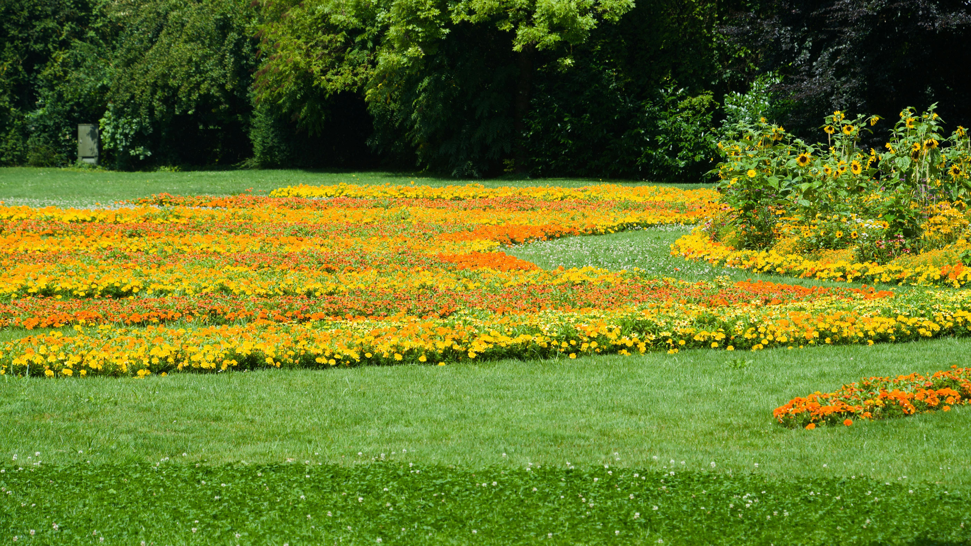 Pelouse verte luxuriante avec des rangées courbes de fleurs orange et jaunes vibrantes menant aux arbres.