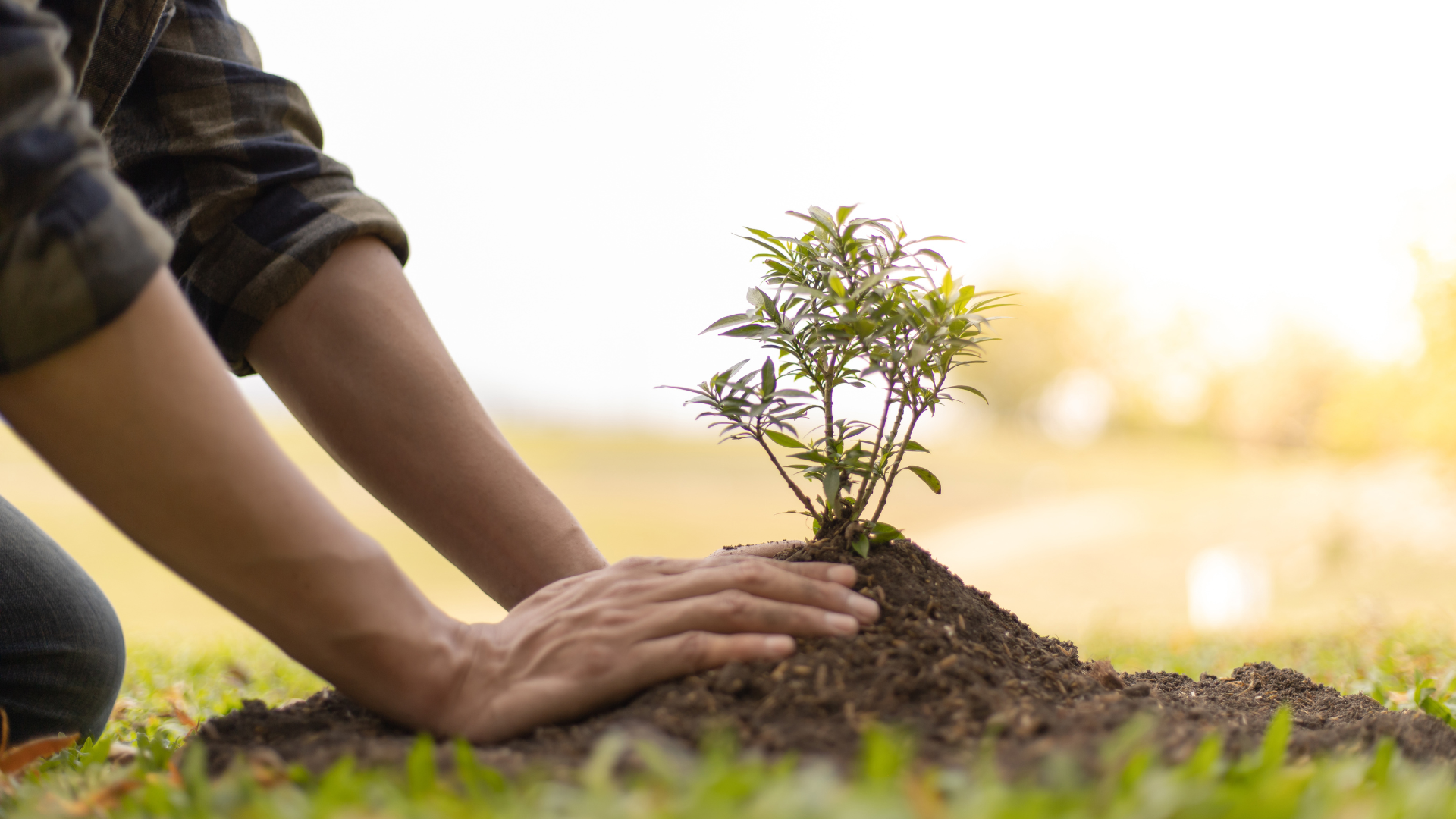 Personne plantant un petit arbre dans le sol à l'extérieur.