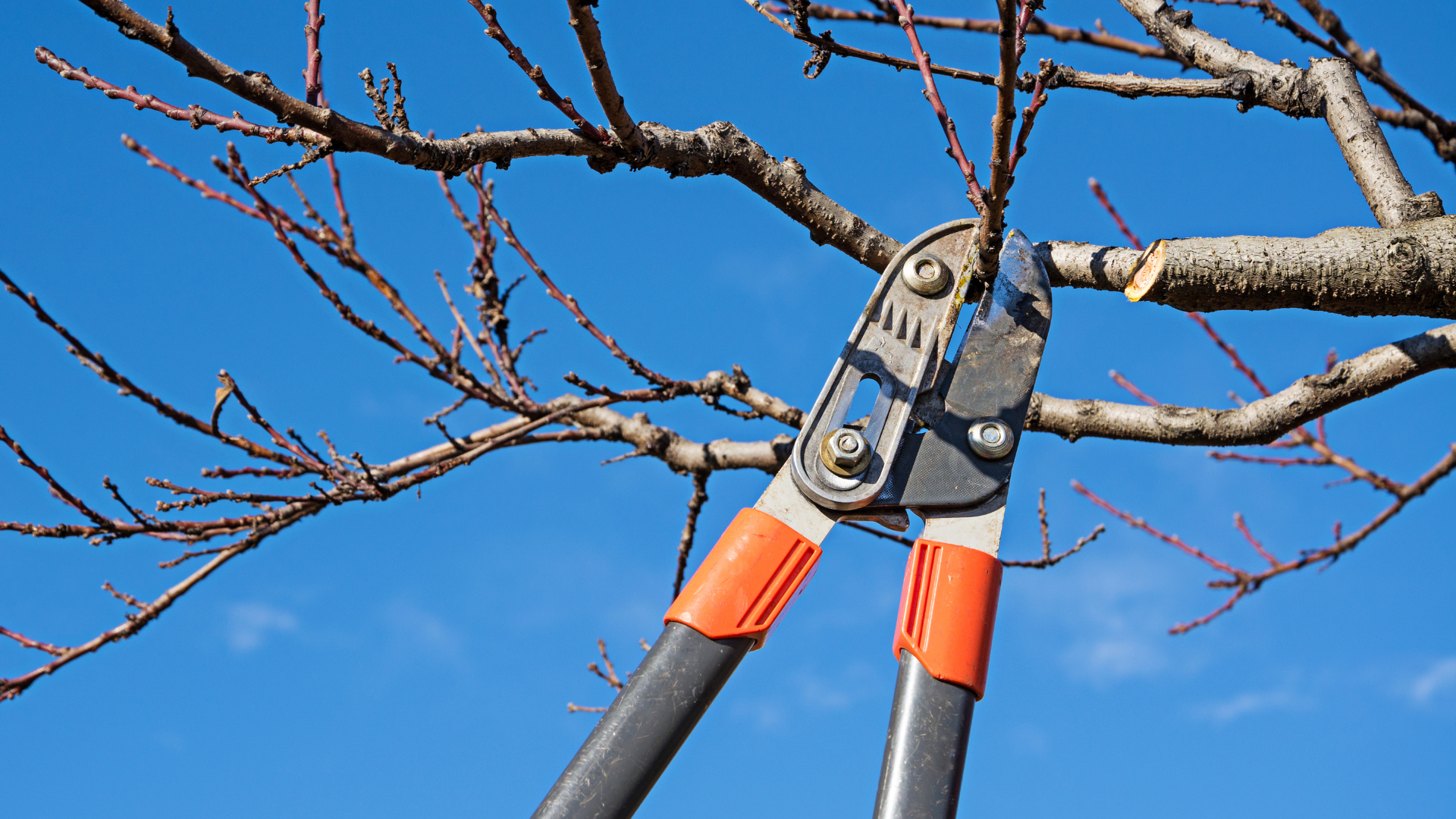 Outil sécateur taillant une branche d'arbre contre un ciel bleu.
