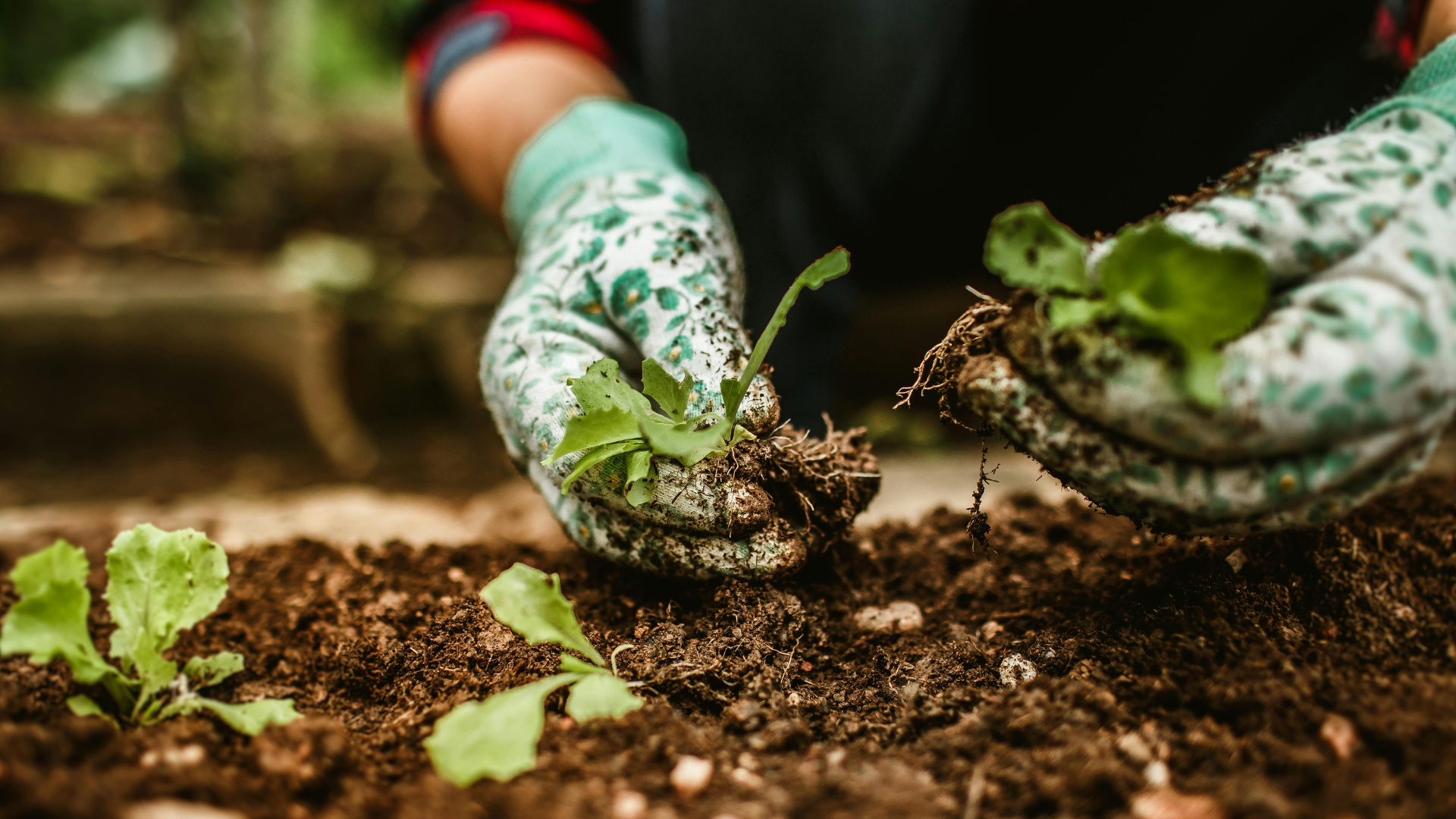 Mains dans des gants verts plantant un semis dans un sol sombre.