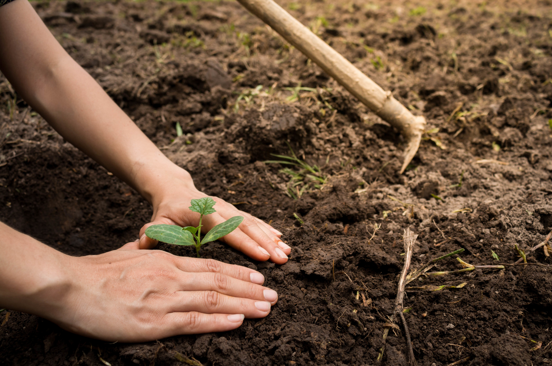 Mains plantant une petite plante dans un sol sombre ; une houe de jardinage est à l'arrière-plan.