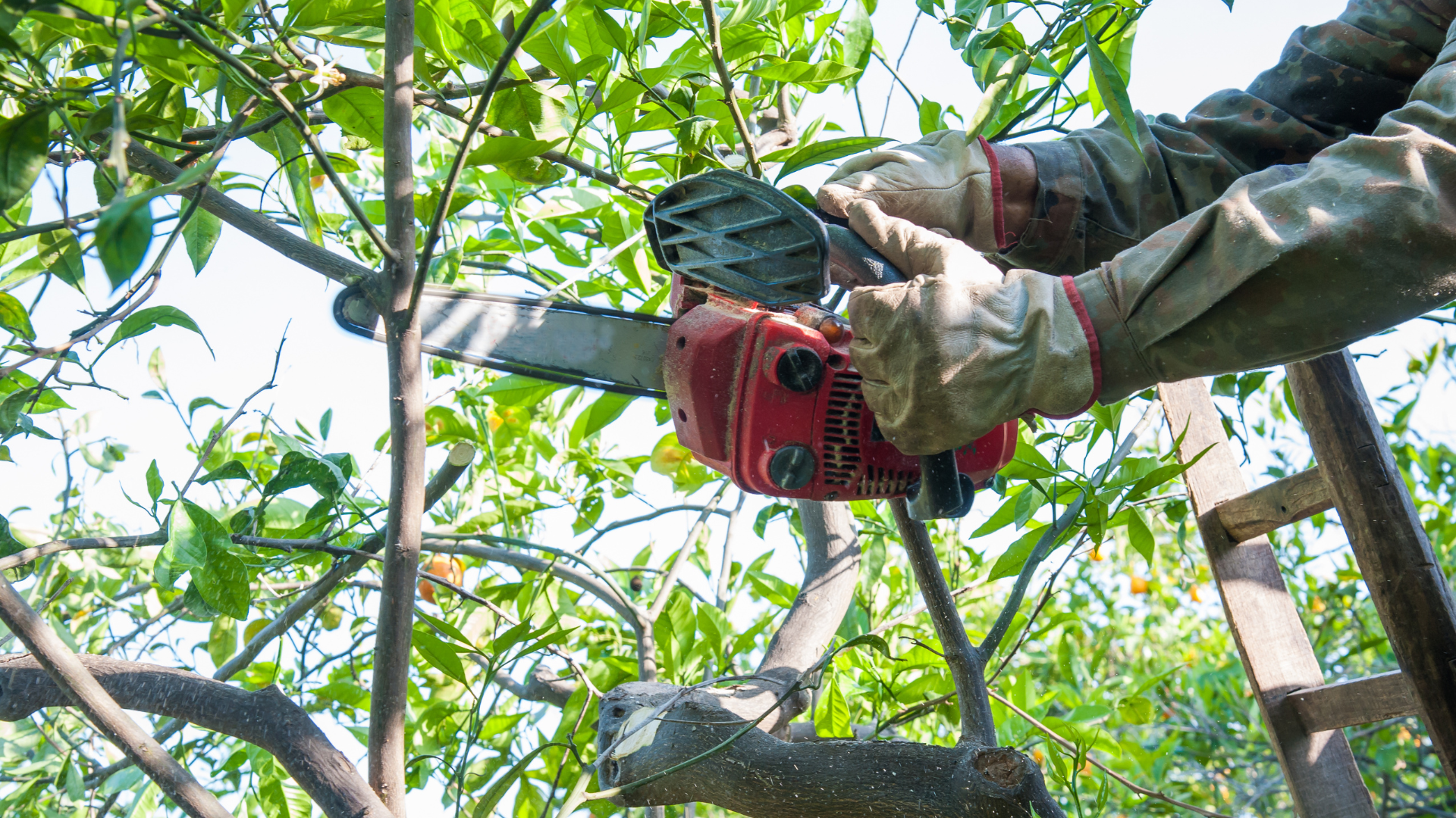 Personne utilisant une tronçonneuse rouge pour couper des branches d'arbre, portant des gants et debout sur une échelle.