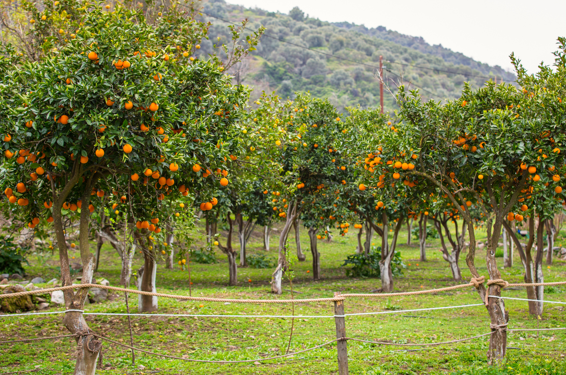 Orangers dans un verger, chargés de fruits mûrs. Herbe verte, clôture basse et colline en arrière-plan.