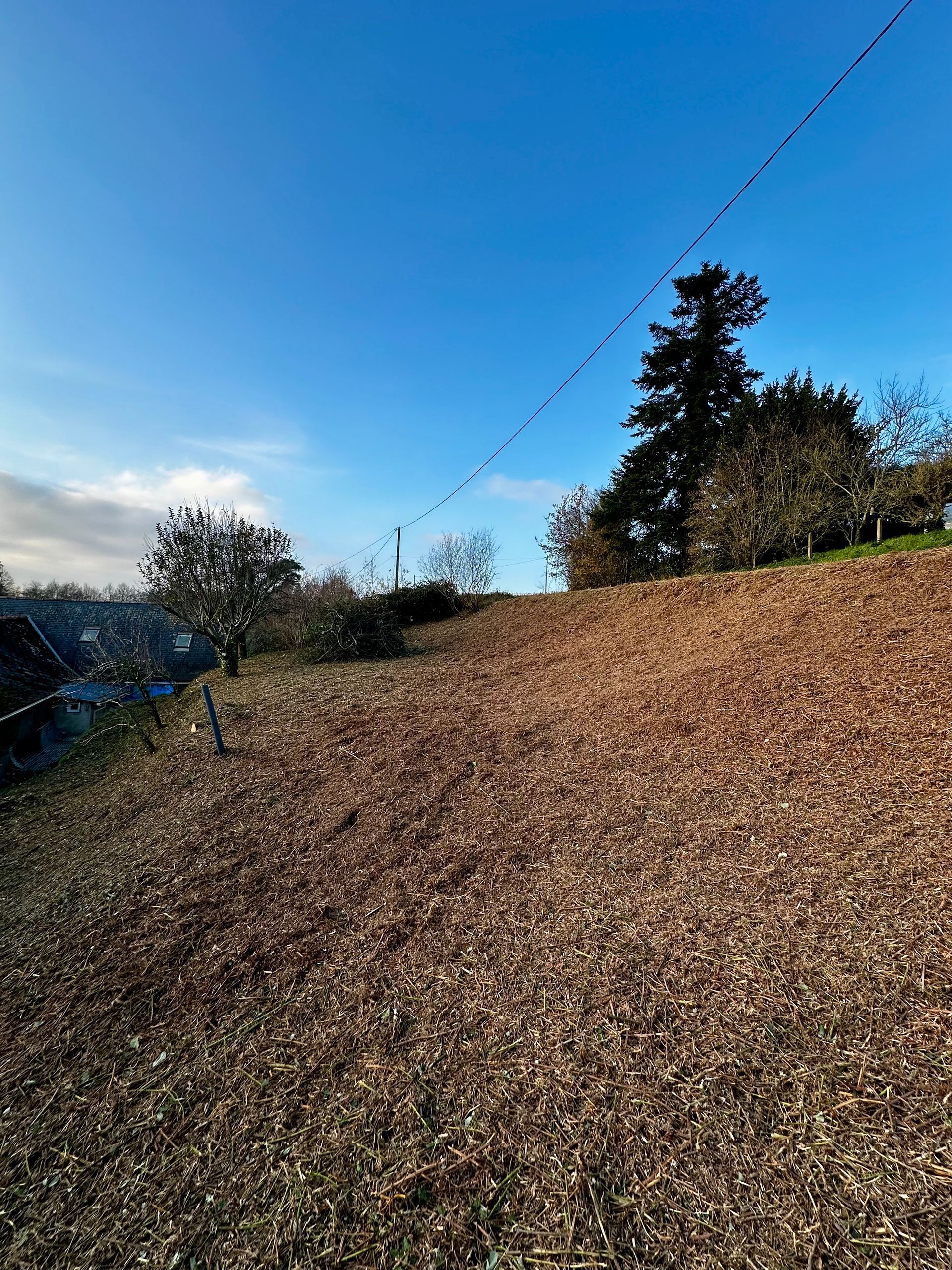 Un flanc de colline recouvert de paillis brun, avec des arbres se détachant sur un ciel bleu limpide.