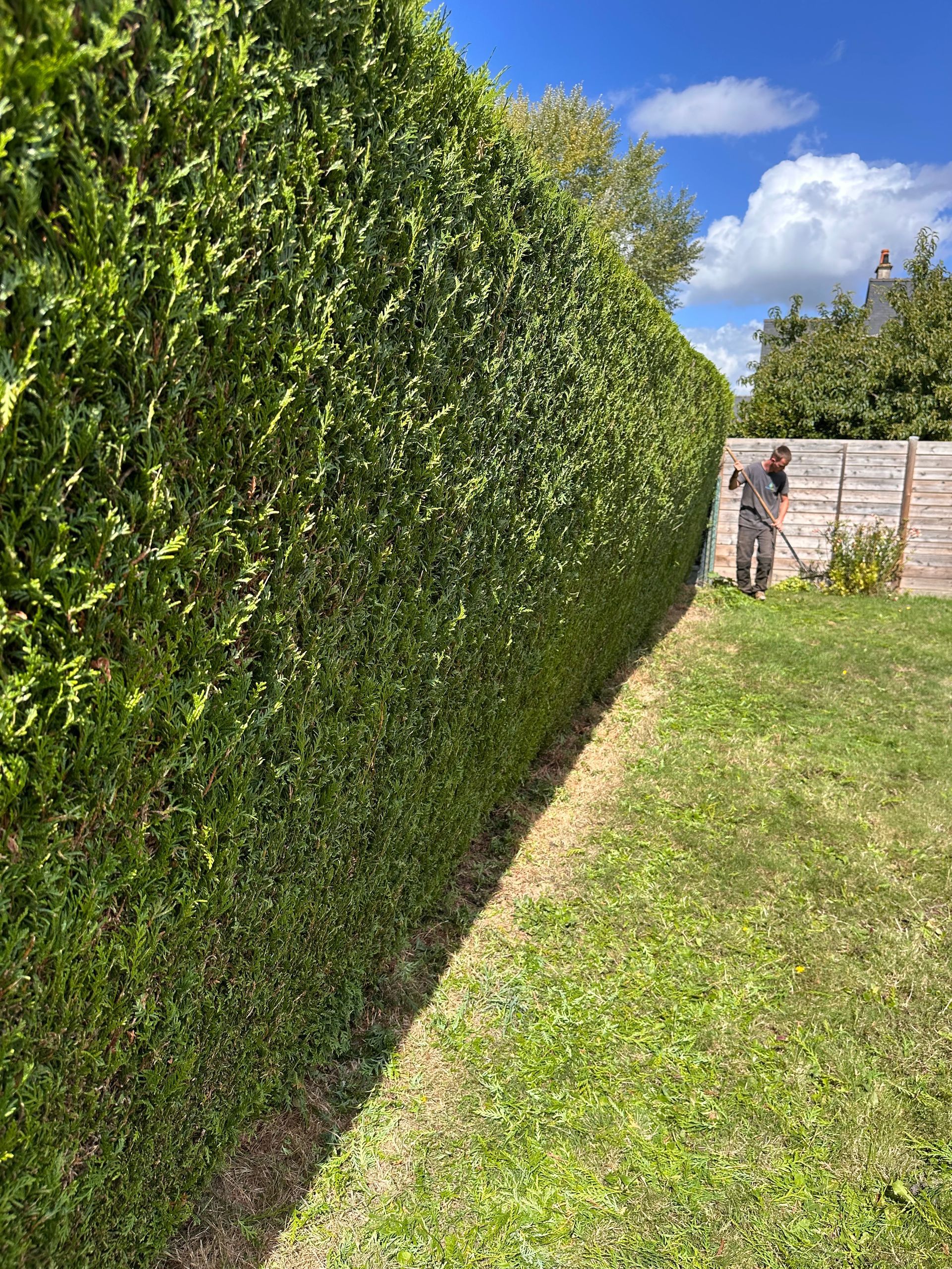 Un homme taille une grande haie verte dans une cour ensoleillée.