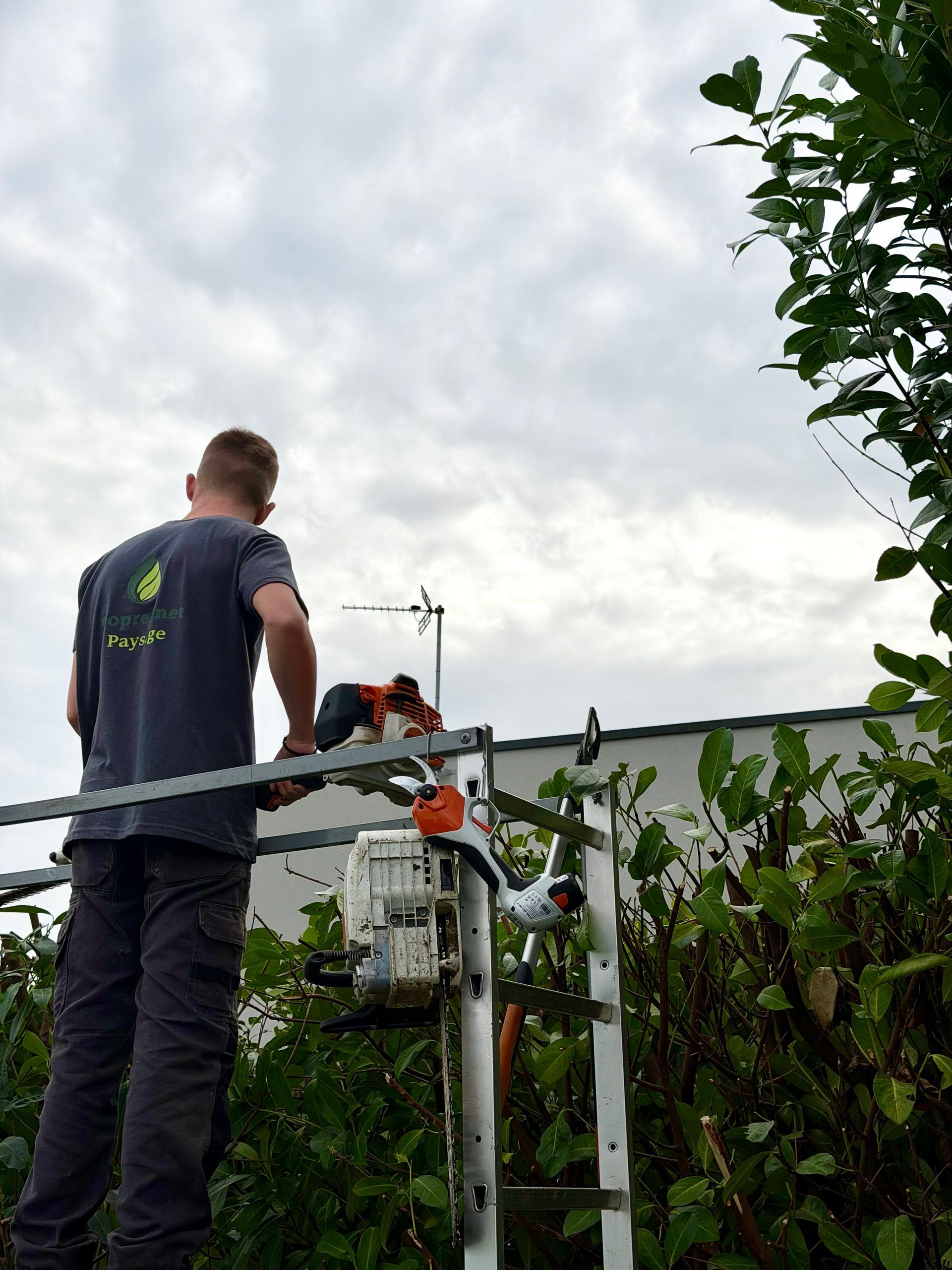 Un chemin de jardin verdoyant flanqué de hautes haies vert foncé, menant vers une vue lointaine.