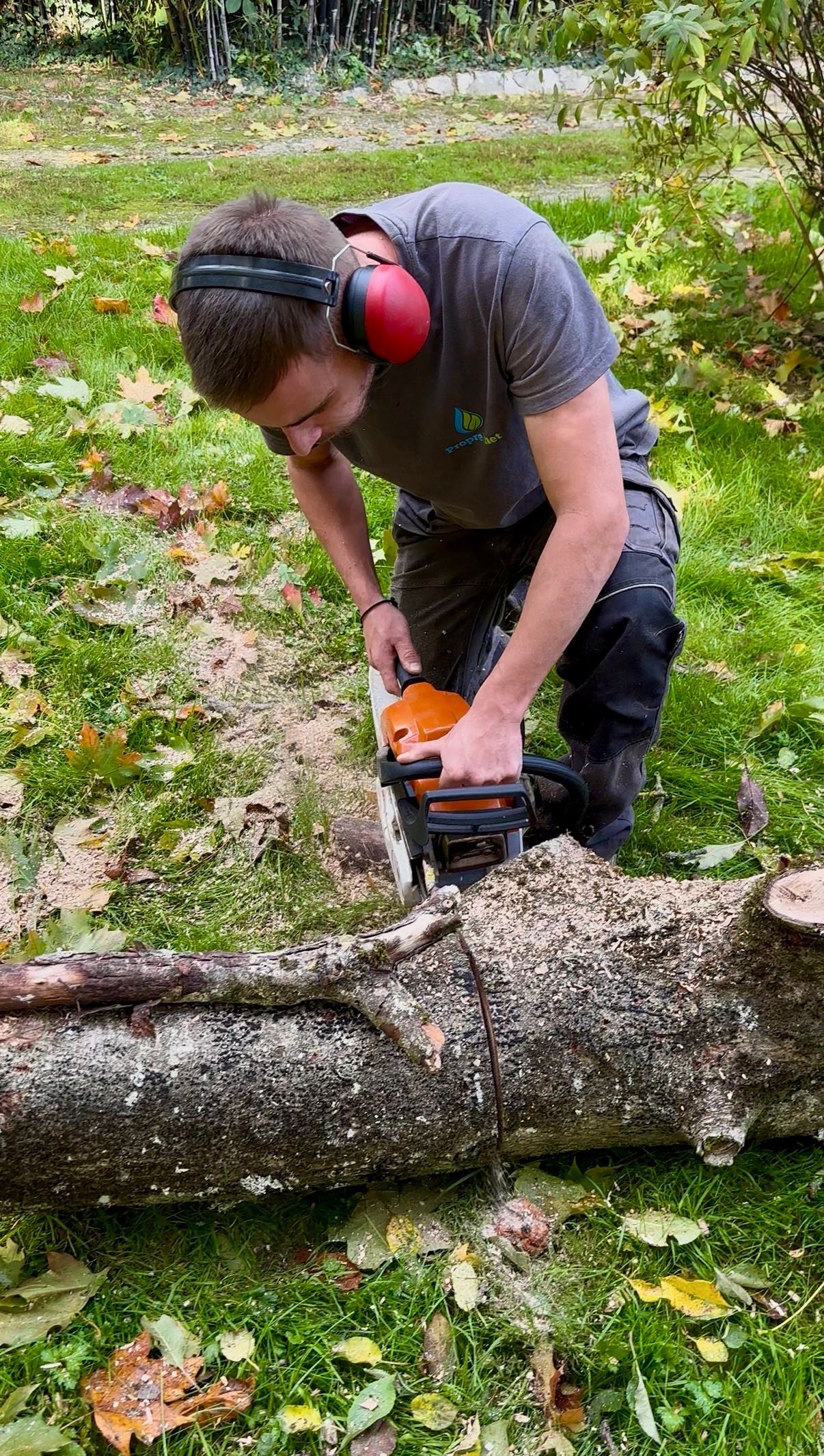 Orangers dans un verger, chargés de fruits mûrs. Herbe verte, clôture basse et colline en arrière-plan.