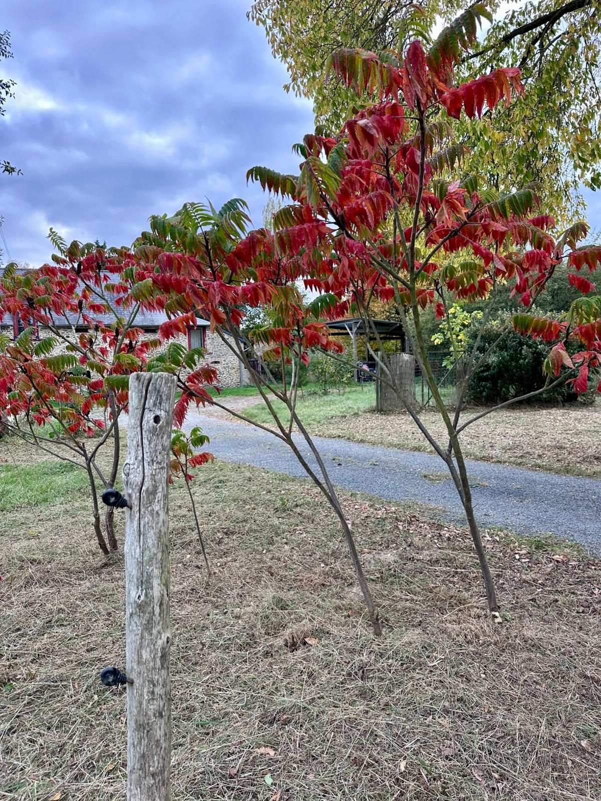 Des arbres aux feuilles rouge vif bordent une clôture en bois usée par les intempéries et un chemin de gravier. Ciel couvert.
