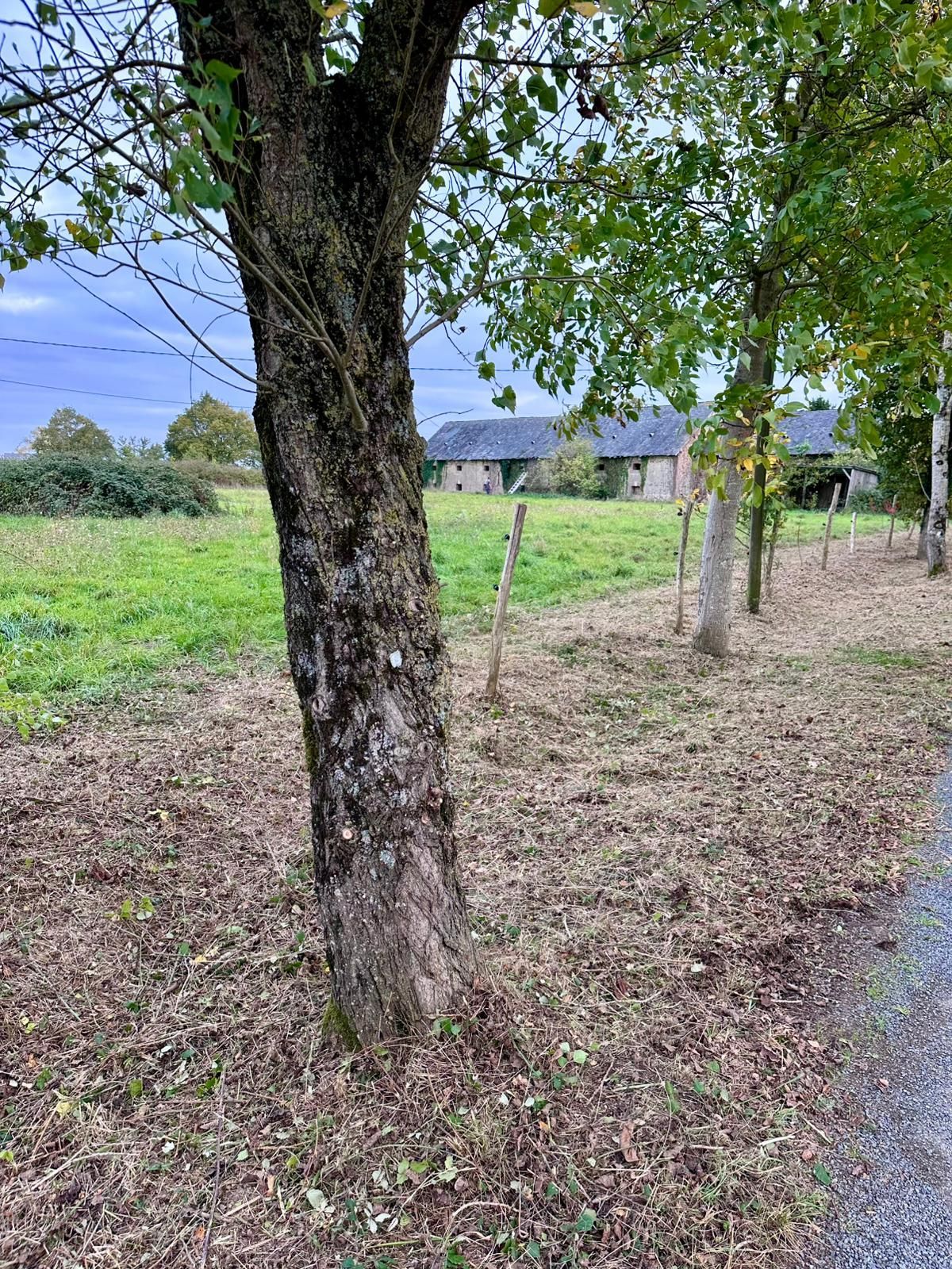 Des arbres bordent une route, avec un champ et des maisons en arrière-plan. Des feuilles brunes recouvrent le sol.
