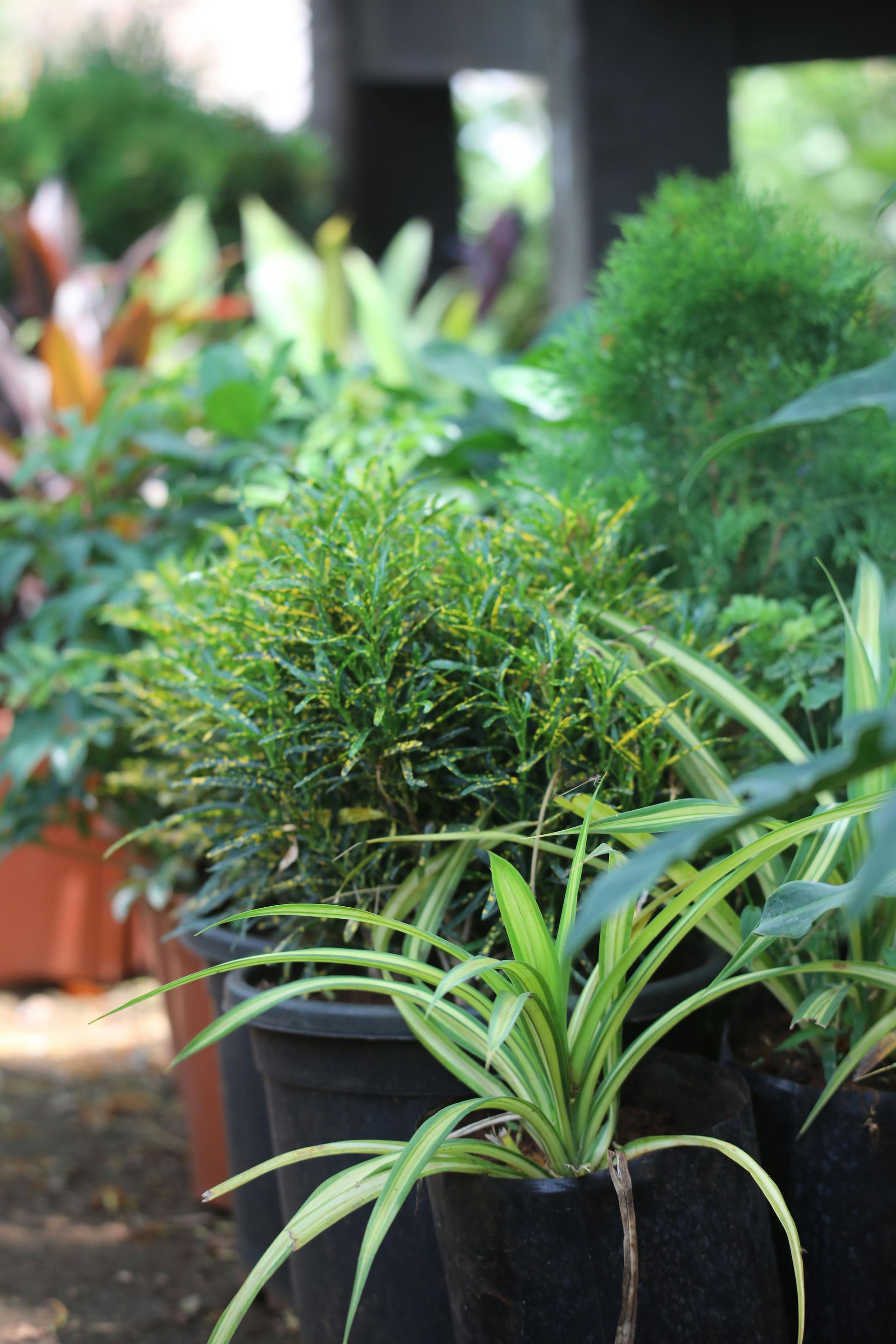 Mains plantant une petite plante dans un sol sombre ; une houe de jardinage est à l'arrière-plan.