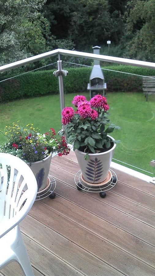 Zwei Topfblumen stehen auf einem Holzdeck.
