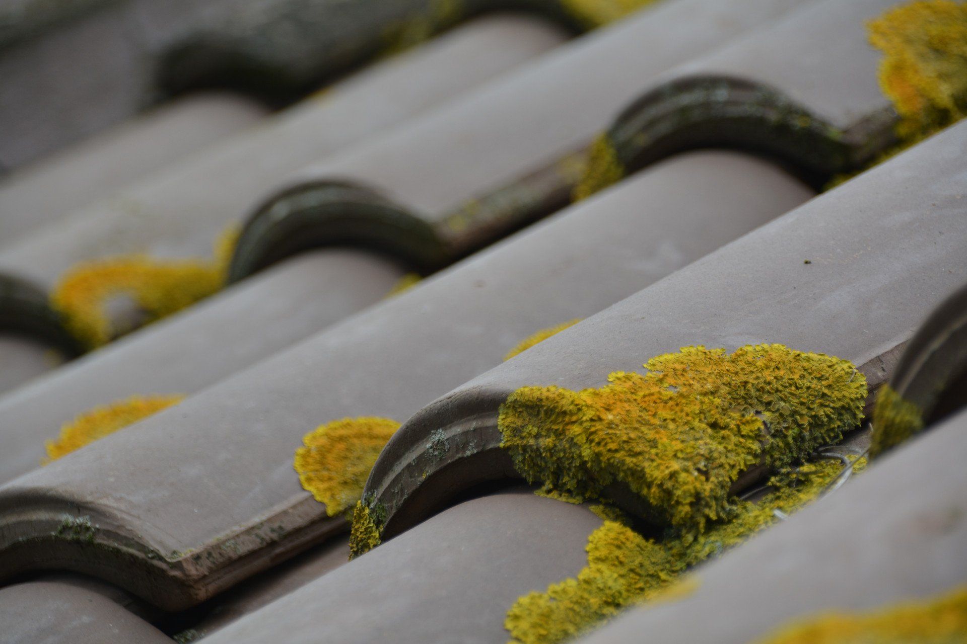 Tuiles noires avec mousses