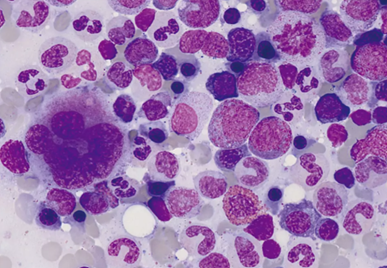 © Sysmex Deutschland GmbH